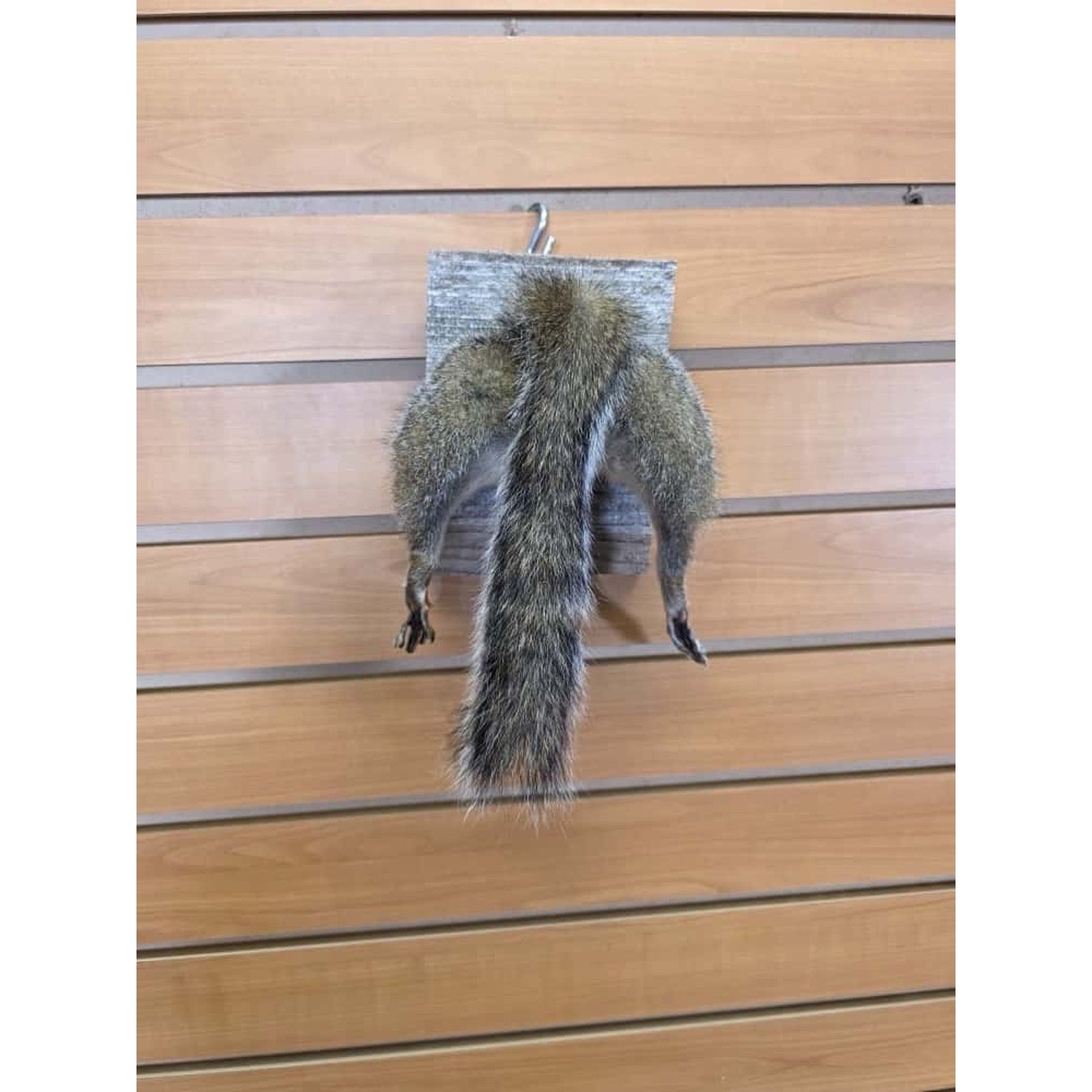 JTV242 - Squirrel Rump Taxidermy Mount