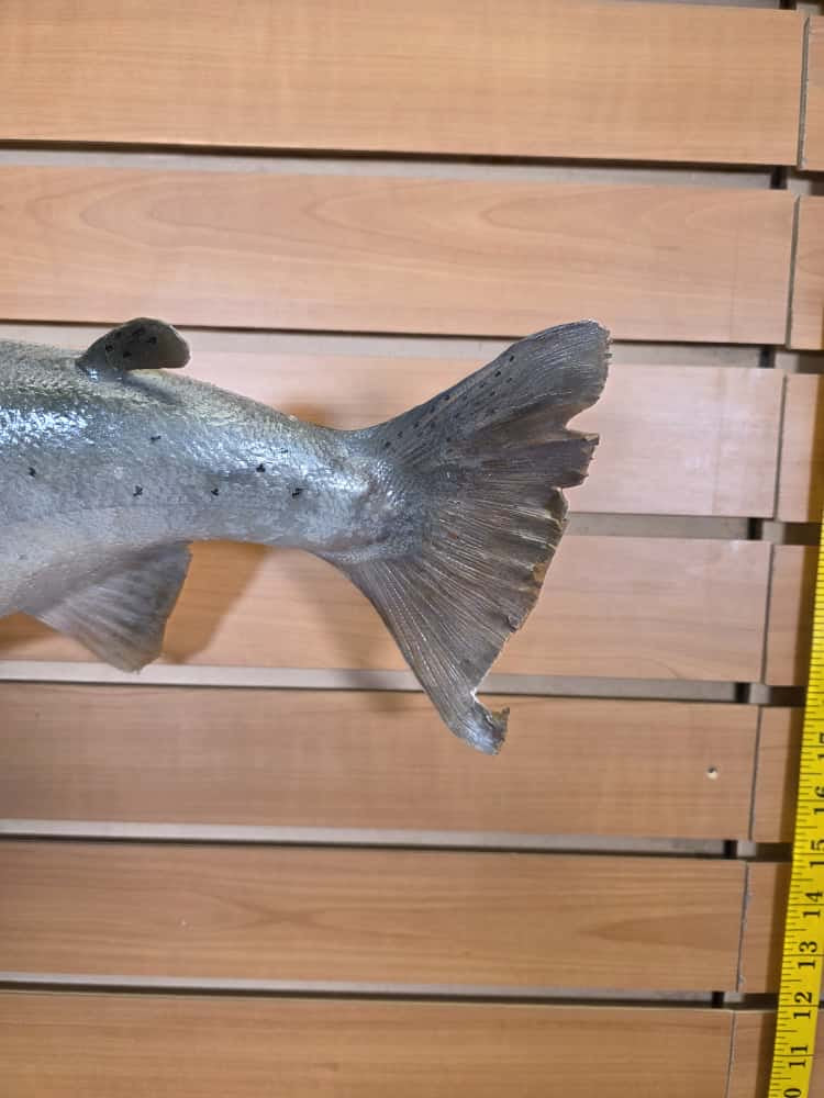 JTV268 -27" Trout Real Skin Fish Taxidermy