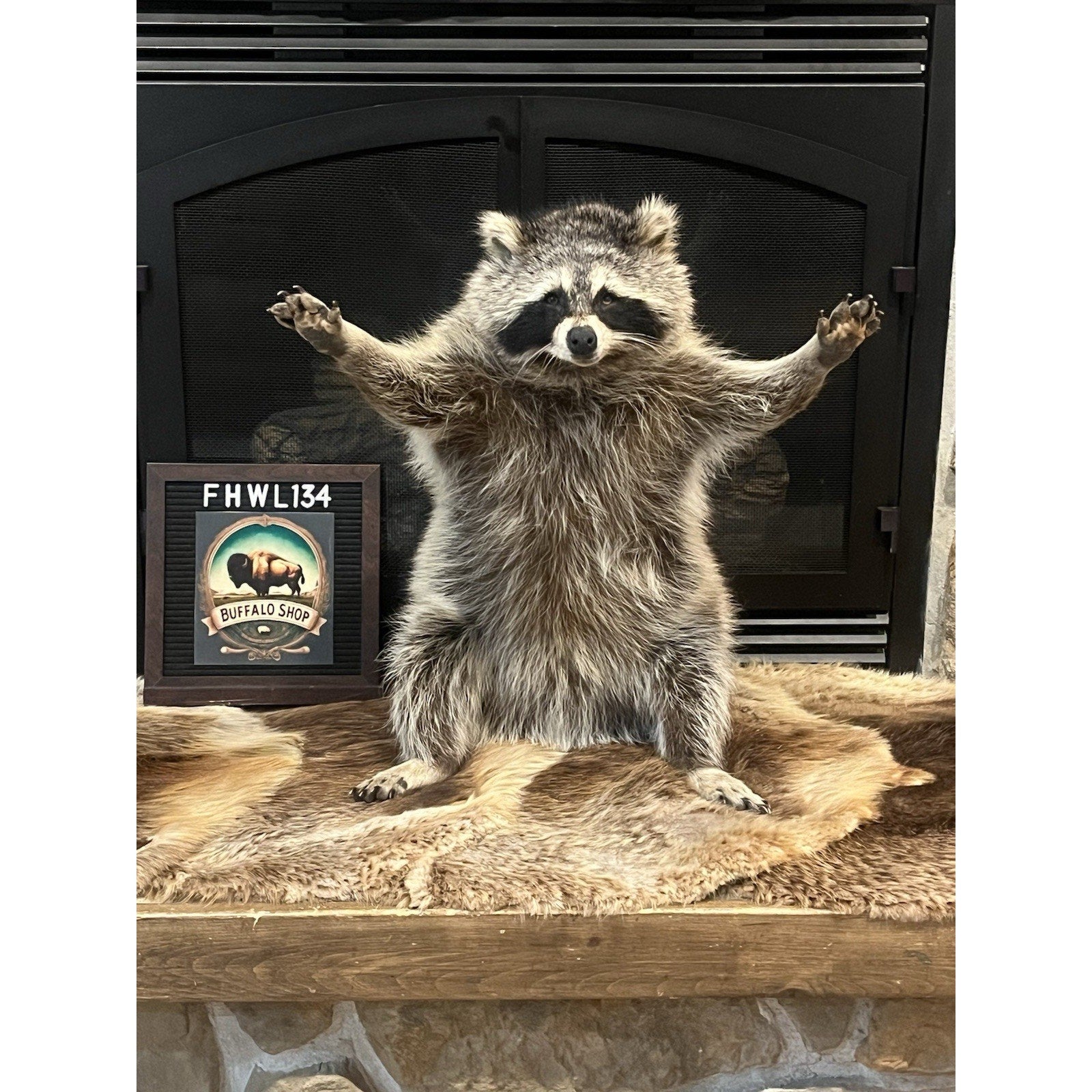 FHWL134 - Fat Raccoon Taxidermy Mount