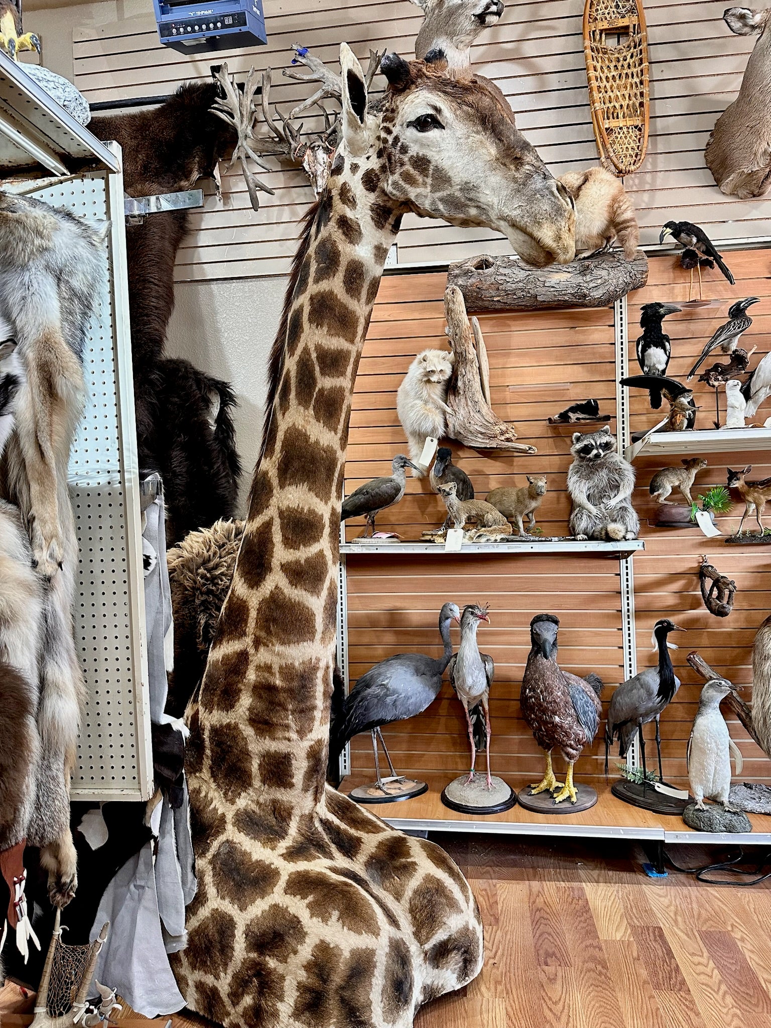 FH100-Giraffe taxidermy mount