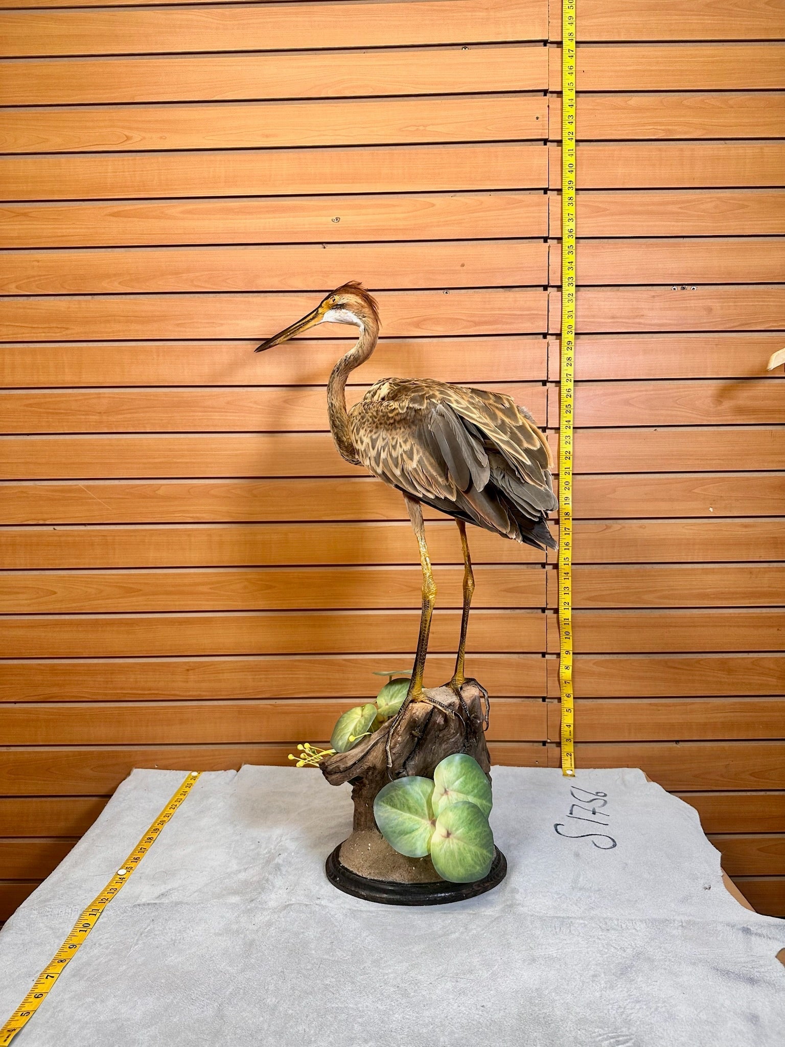FH232- Purple Heron taxidermy mount