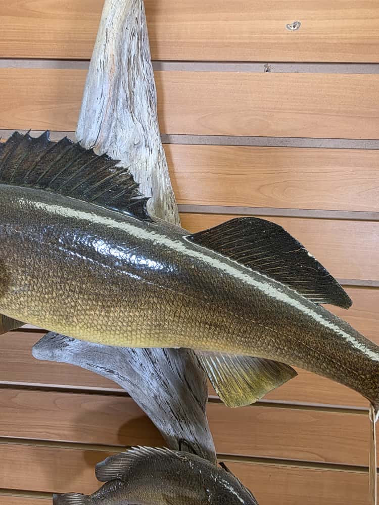 FHMQ21 - Real Skin 21” Walleye Fish Taxidermy Wall Mount