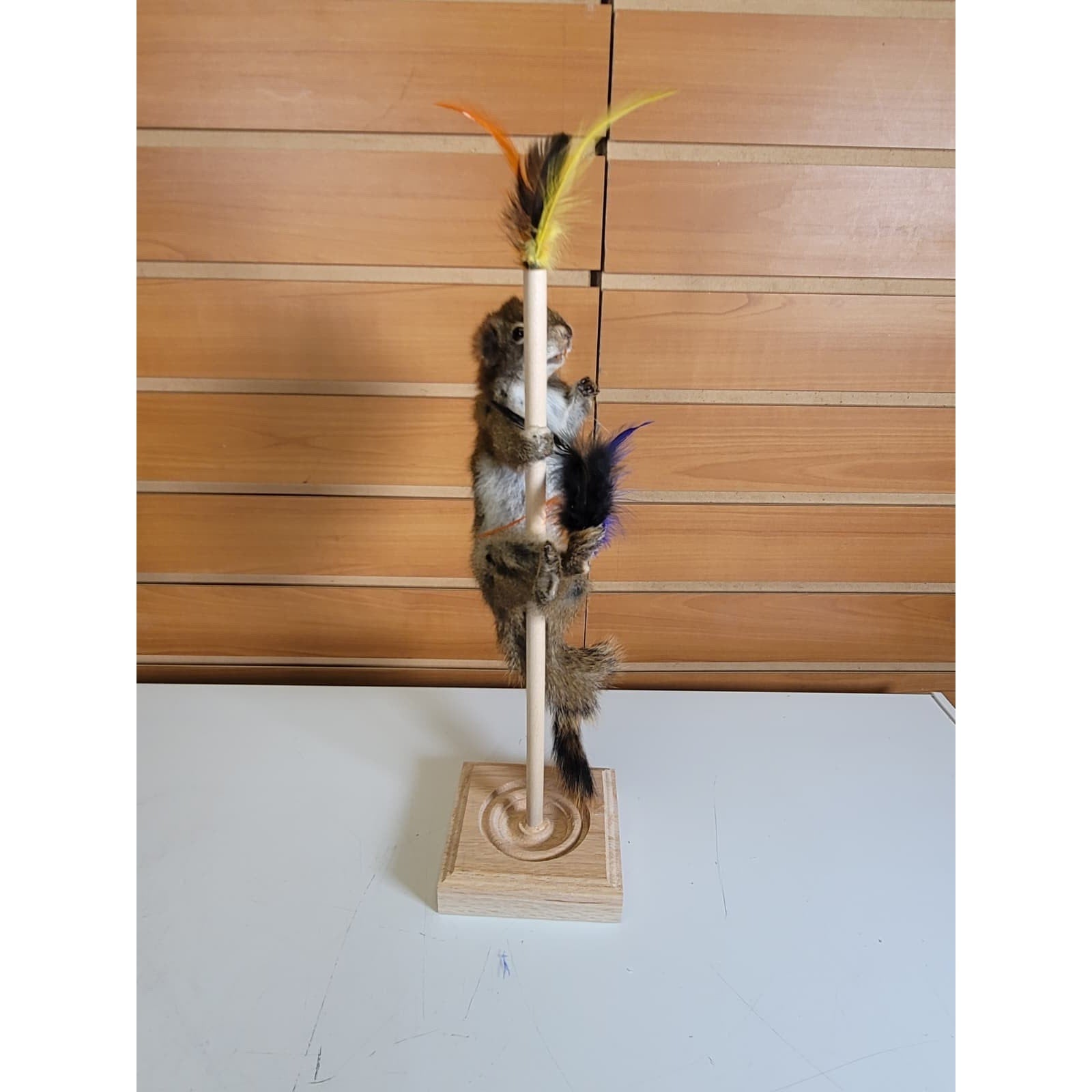 FHSQ312 - Stripping American Red Squirrel Taxidermy Mount