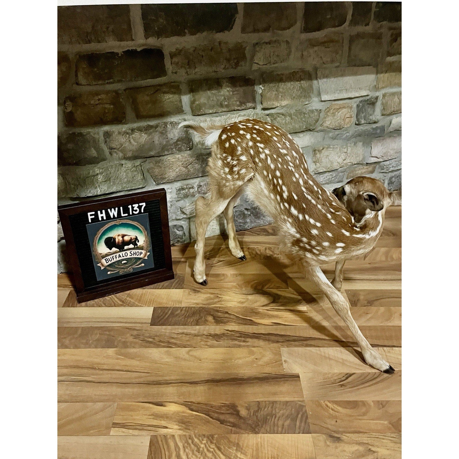 FHWL137 - Fawn Lifesize Taxidermy Mount Free Standing