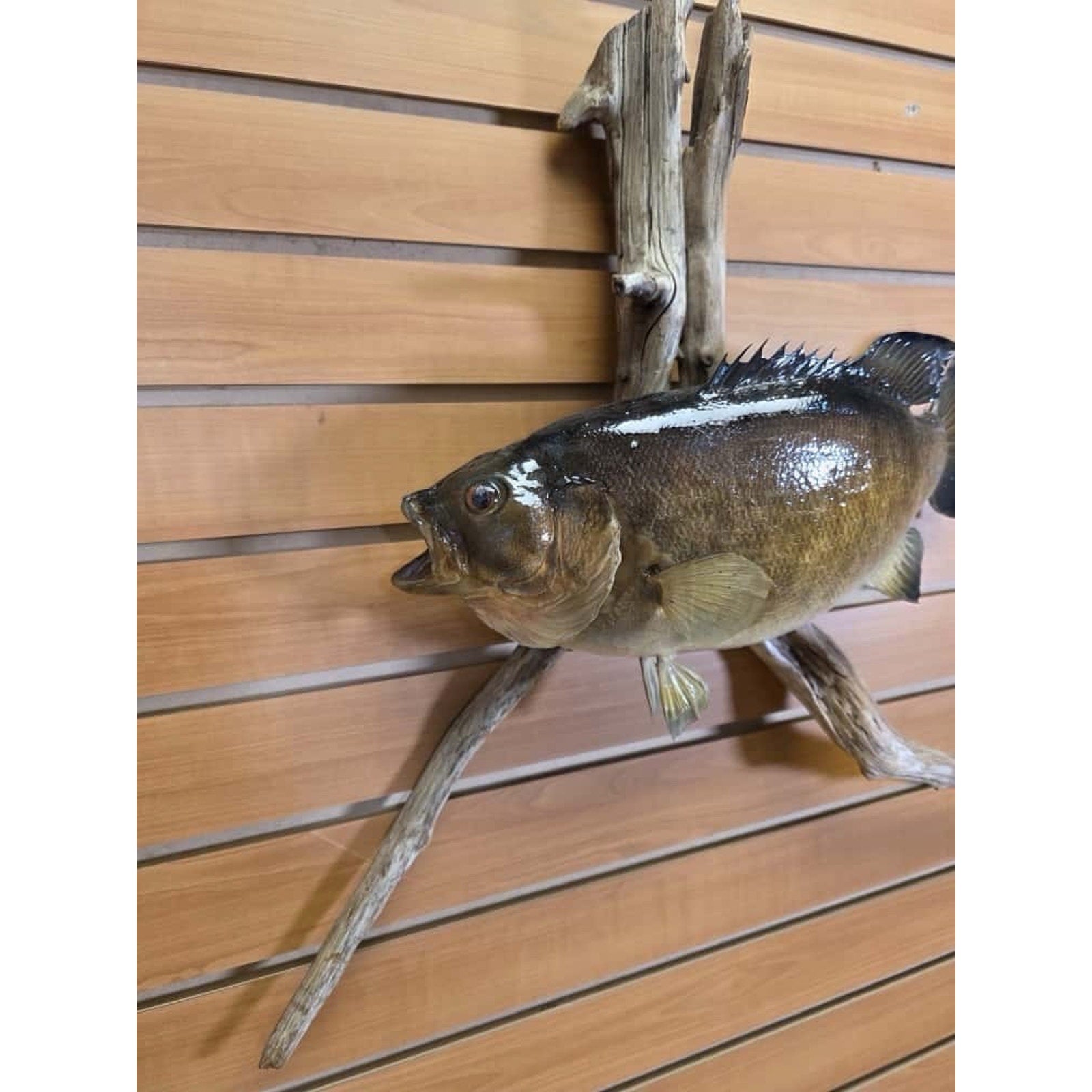 JTV223 - Small Mouth bass 17 1/2” Real Skin Fish Taxidermy Mount