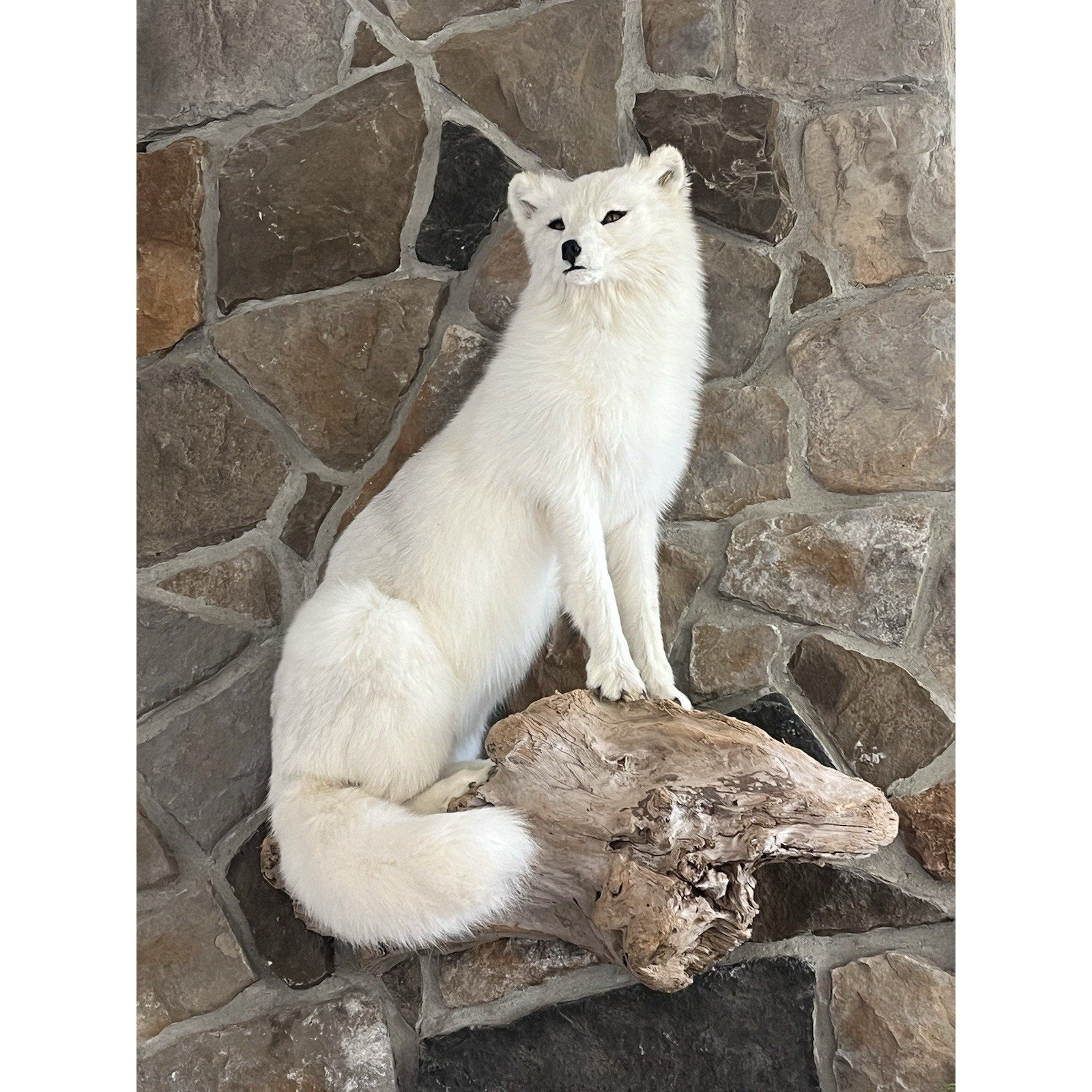 FHWL9 - Museum Quality White Fox Taxidermy Full Body Mount