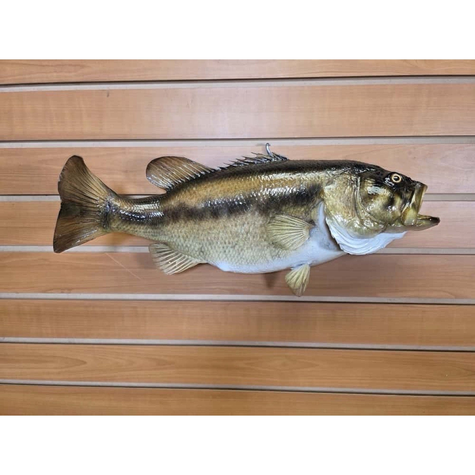 JTV204 - largemouth bass 19" Real Skin Taxidermy Mount