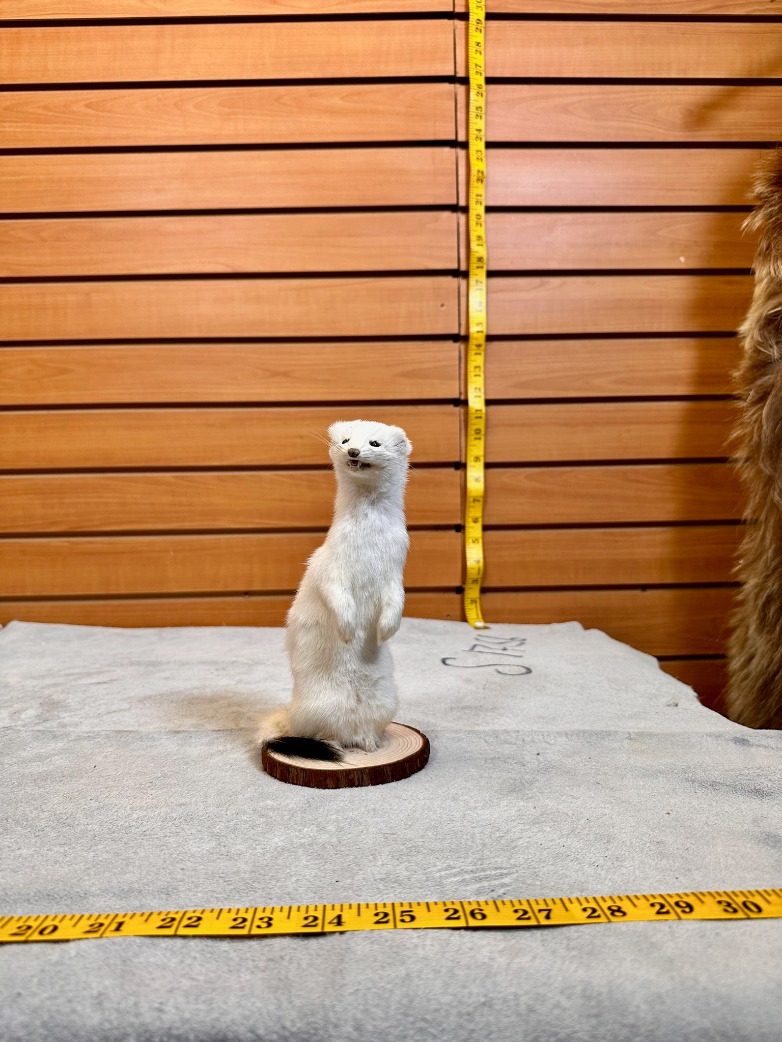 FHWEAS19- Beautiful Adorable Weasel Ermine Small Animal Taxidermy