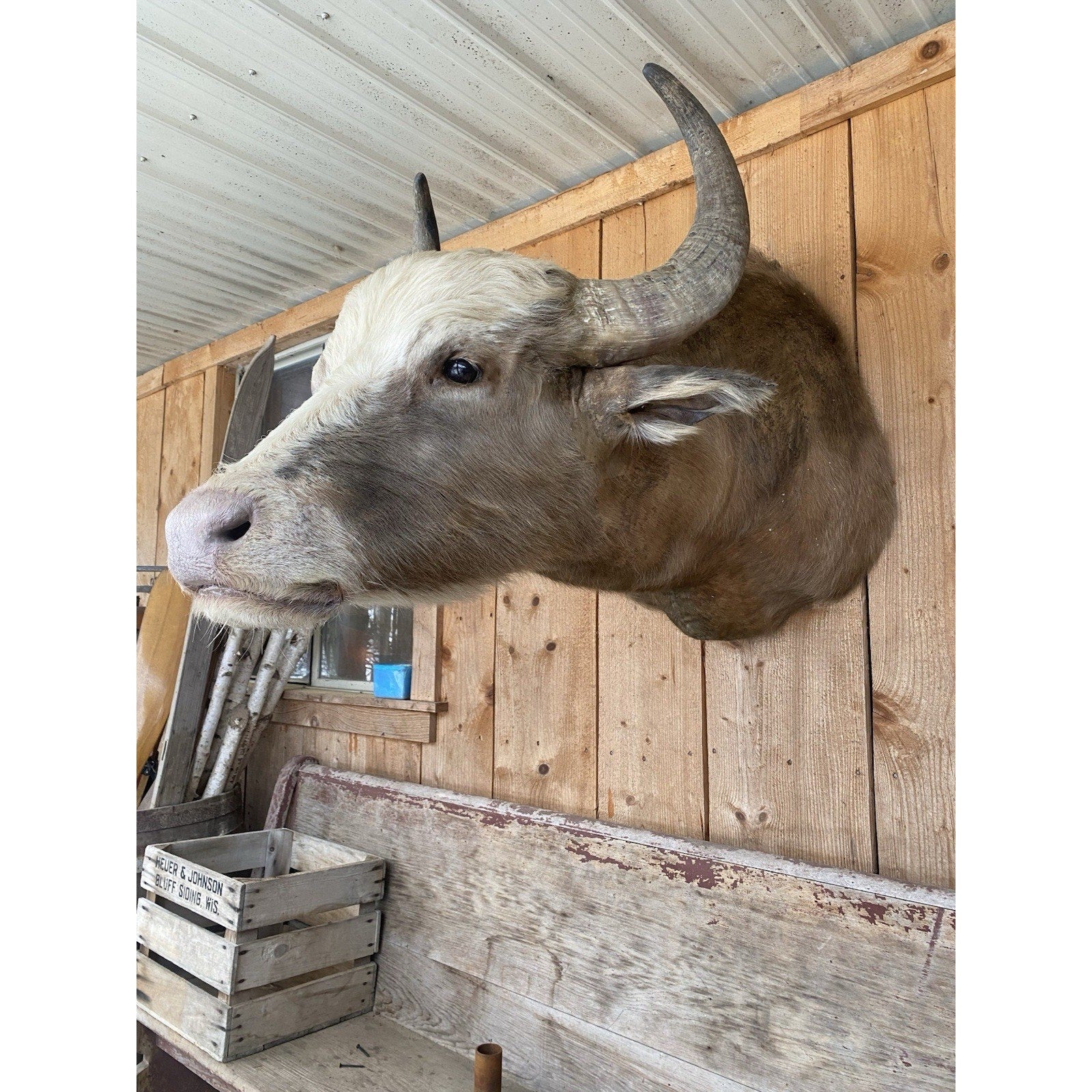 FHDAR42- Rare Sacred White-faced African Buffalo Taxidermy Shoulder mount