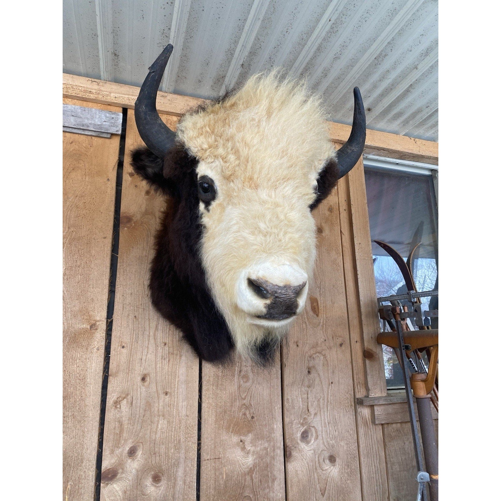 FHDAR40- Rare Sacred White-faced Buffalo Bison Taxidermy Shoulder mount