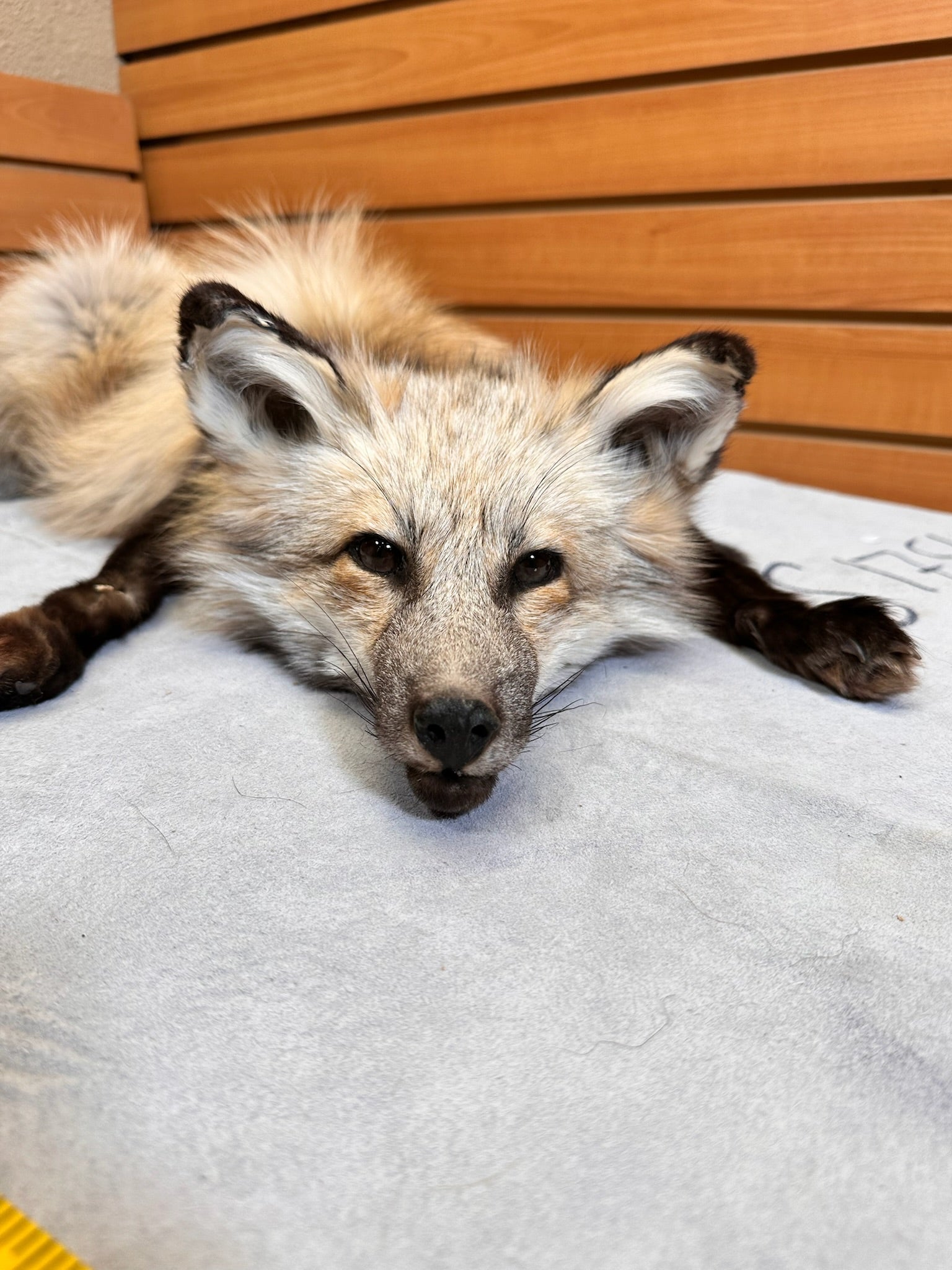 FH208-red fox skin with mounted head