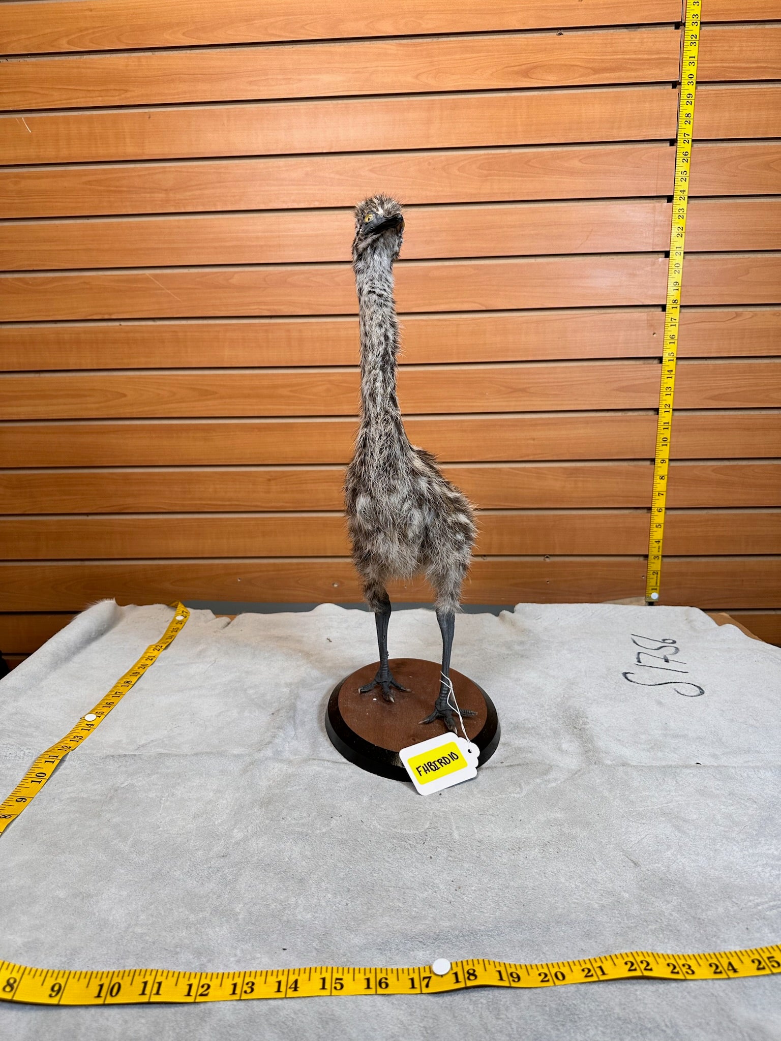 FHBIRD10- Emu bird taxidermy mount
