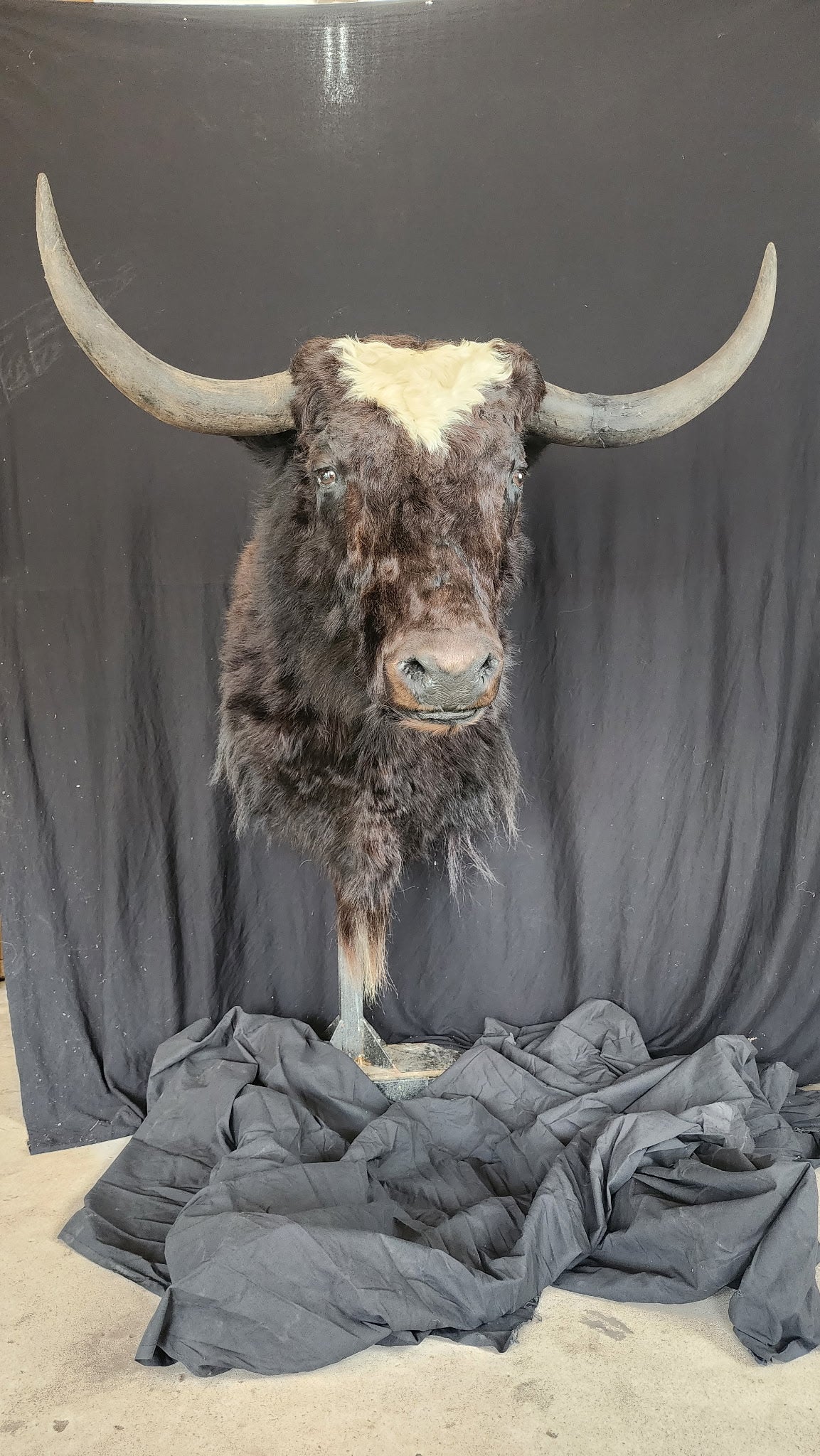 FHBRAD2 - XL Yak Taxidermy Shoulder mount Bull