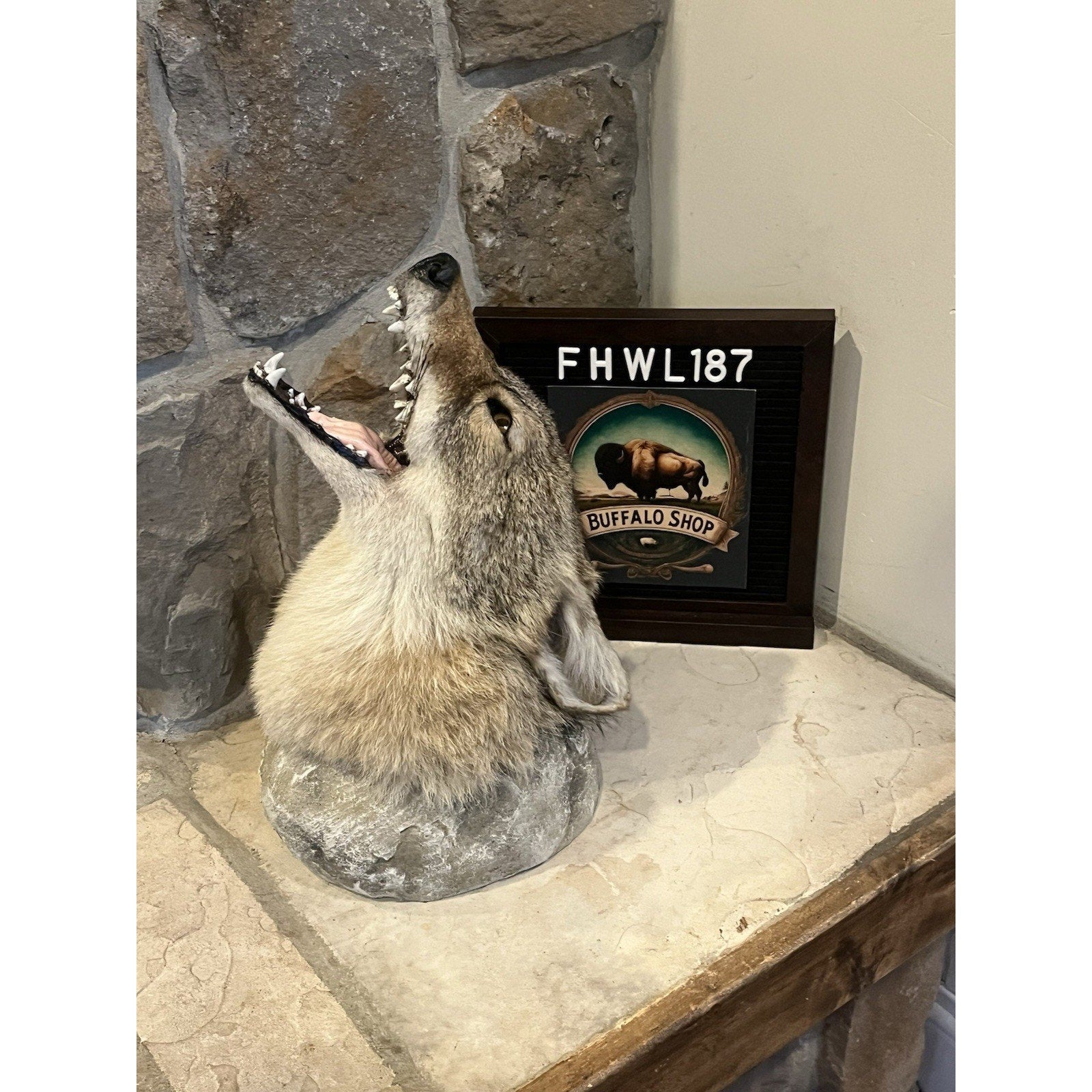 FHWL187 - Howling Coyote Shoulder Museum Quality mount Taxidermy