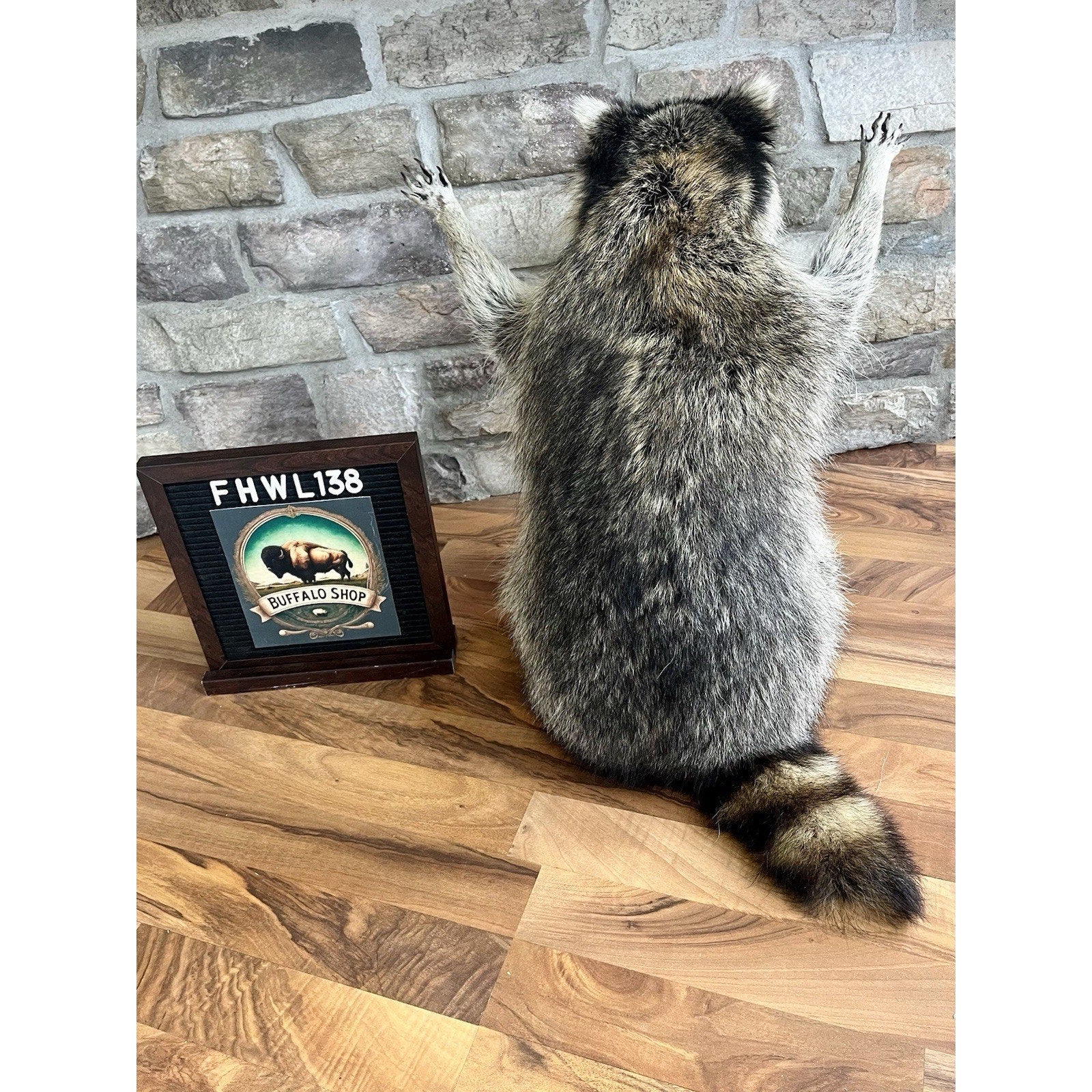 FHWL138 - Fat Raccoon Taxidermy Mount
