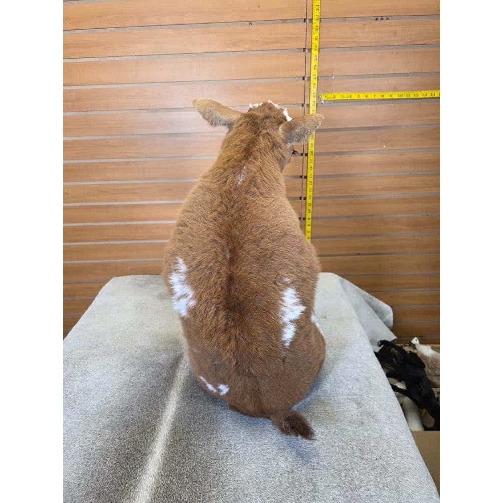 FH1443-Baby Calf Taxidermy Mount