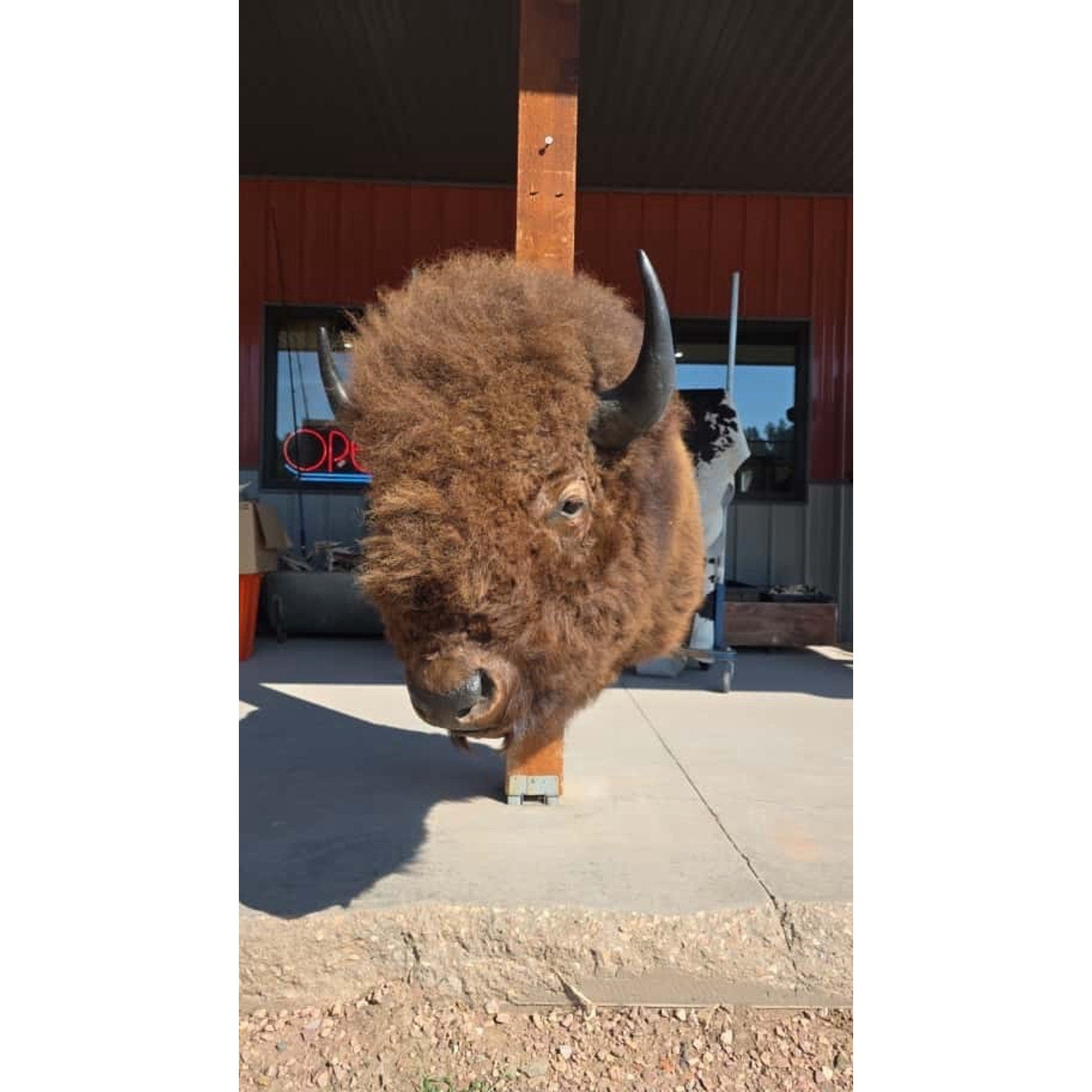 FHMN20 - Gorgeous Mounted Buffalo / Bison Taxidermy Head Shoulder Mount