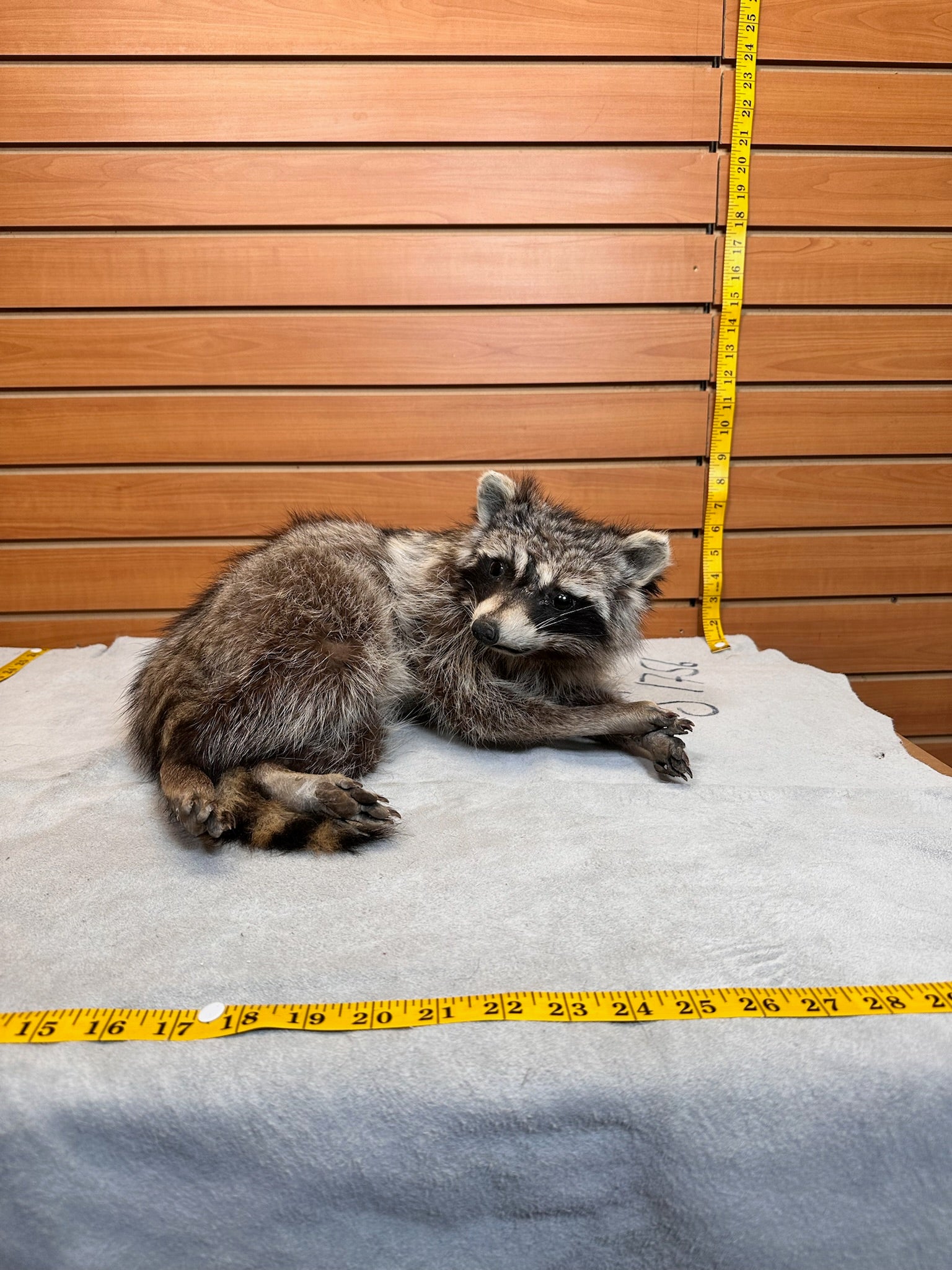 FHCOON1- raccoon taxidermy mount