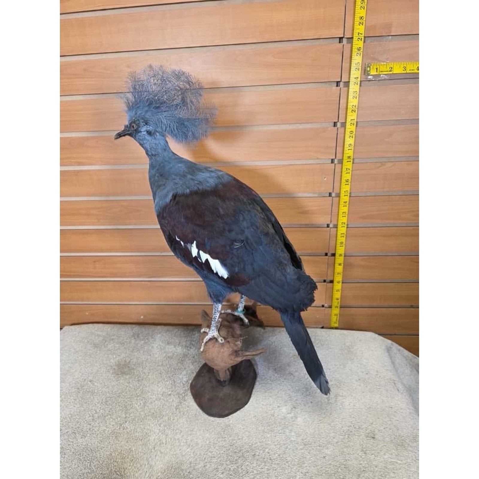 FHAU2 - Victorian crowned pigeon Bird Taxidermy Mount