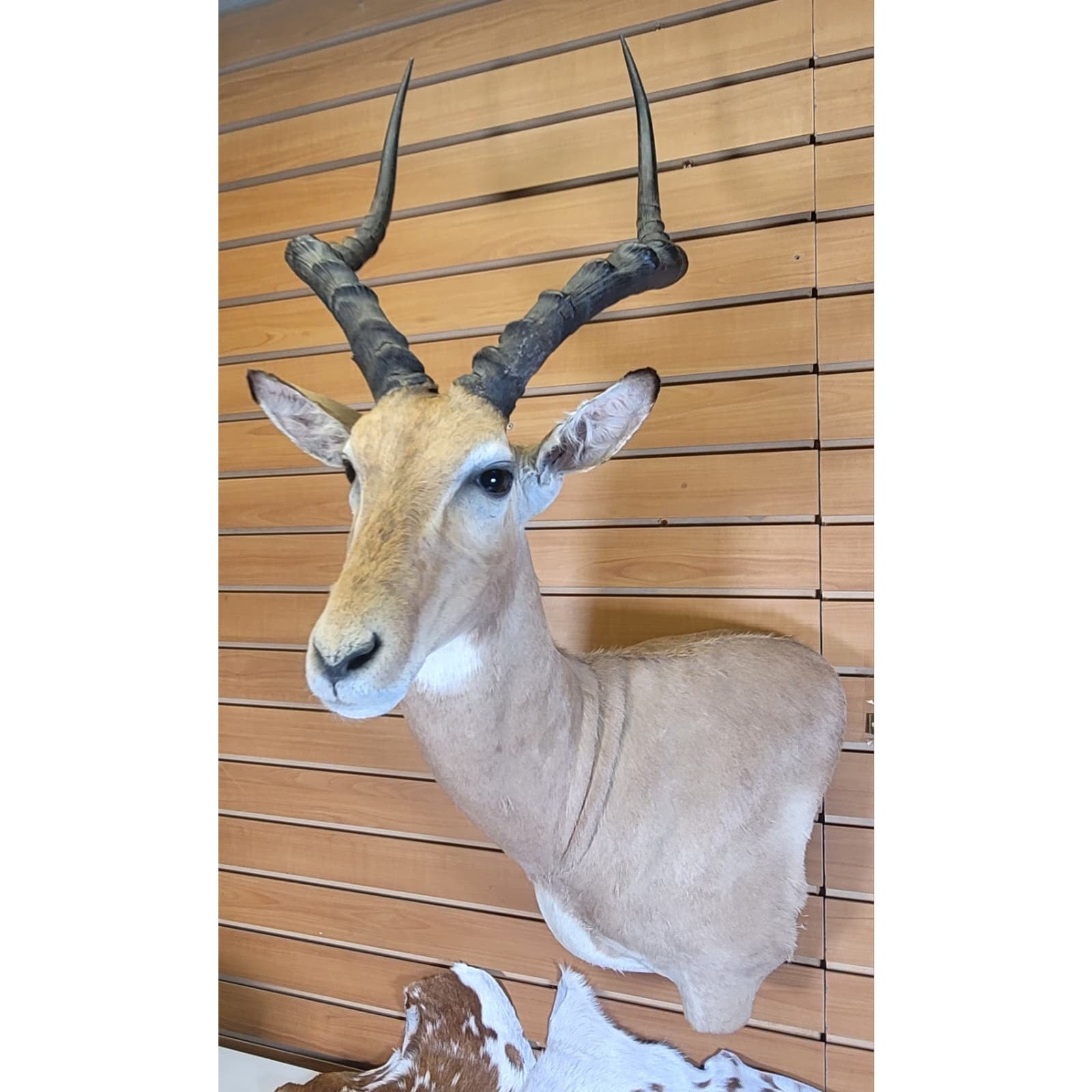 FHFF300 - Impala Head (Aepyceros melampus) – Taxidermy Mount
