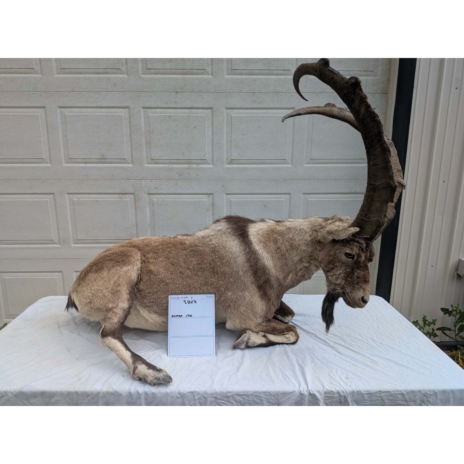 FHPAT - XL Ibex Taxidermy Full Body Mount