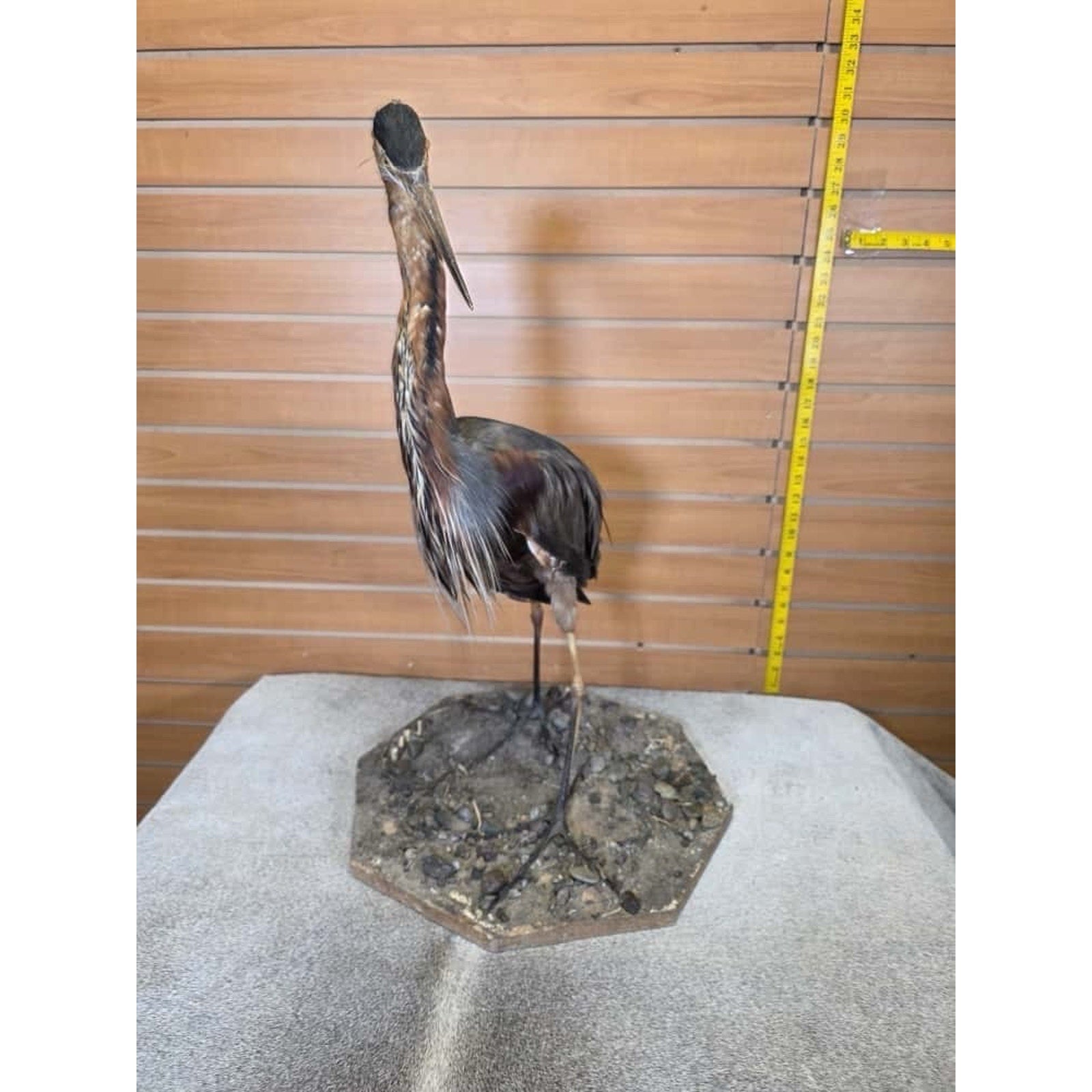 FHCM4- Purple Heron taxidermy mount