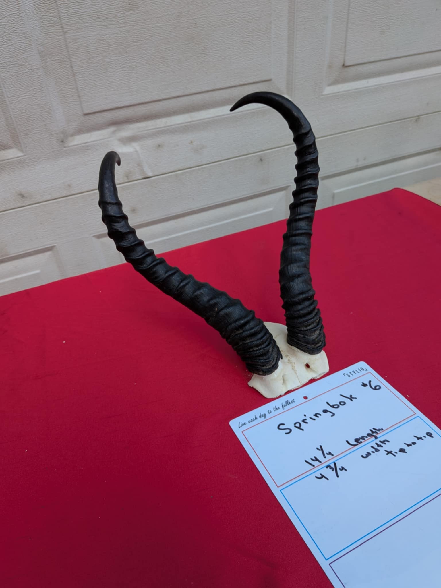 FHPATR66 - springbok real skull taxidermy mount