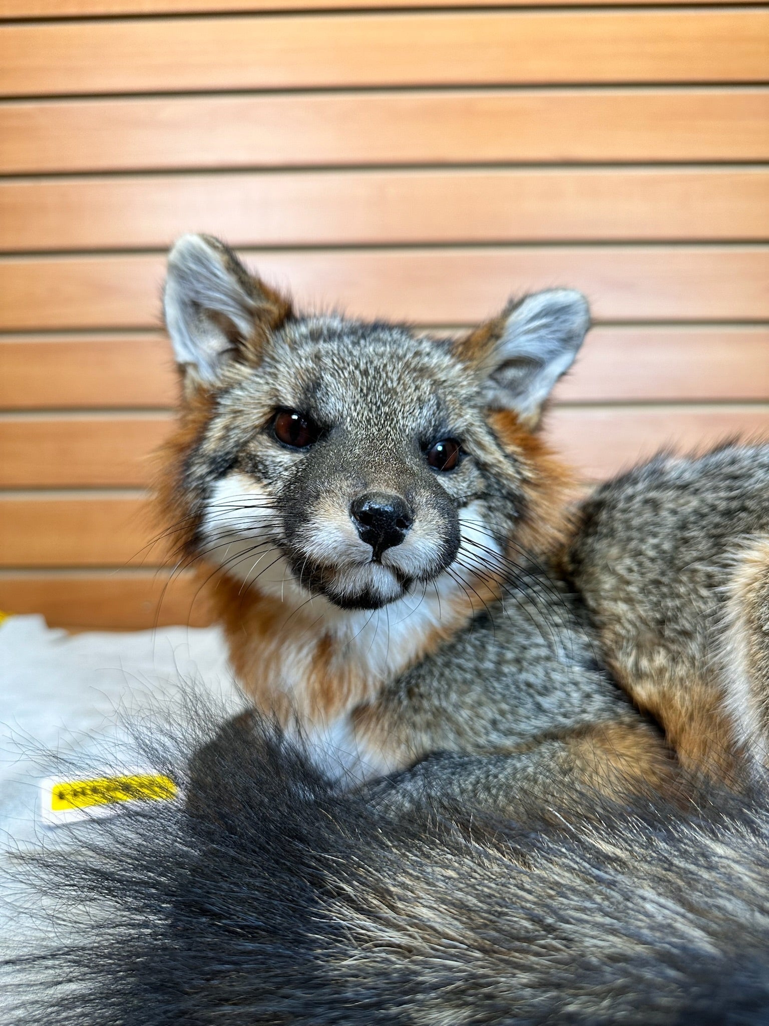 FH235-Grey Fox Taxidermy Full Body Mount Prime Fur