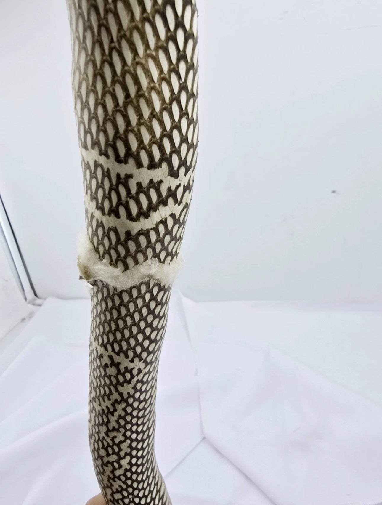 FHCOB0724 - 24” Real Cobra Taxidermy Snake Mount