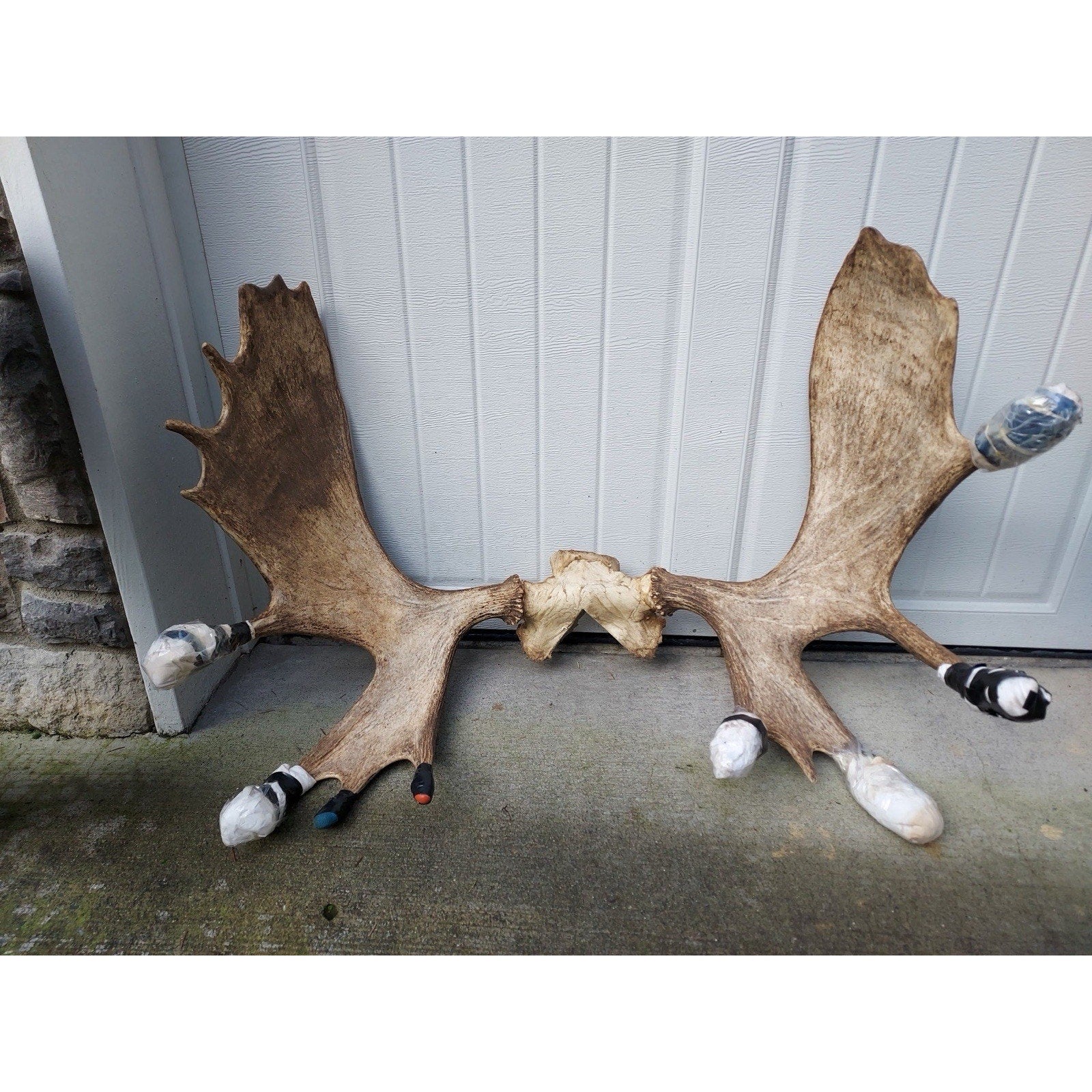 FHHOUSE1- Moose Antler Skulls (read Description)
