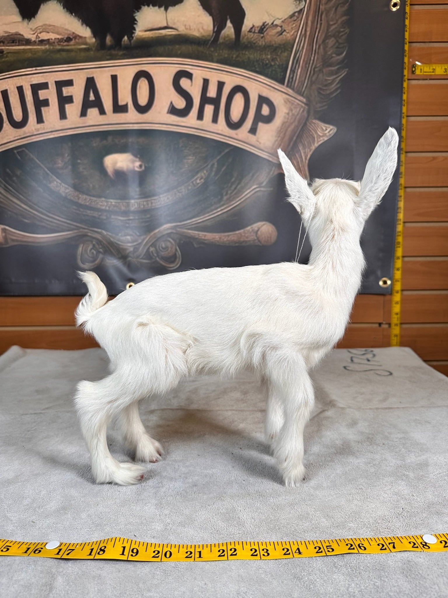 FHGOAT7- Baby goat tiny taxidermy mount free standing