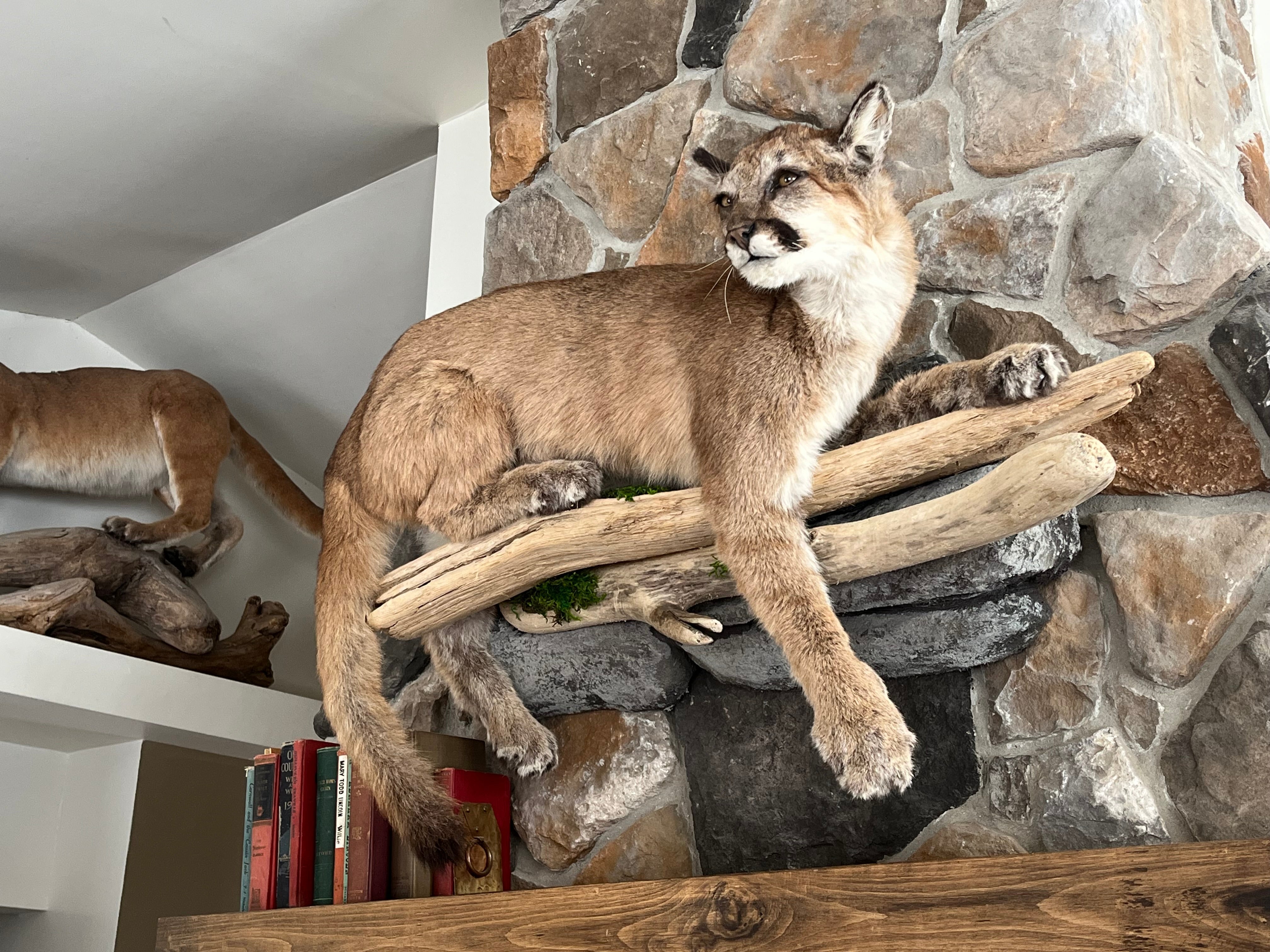 FHWL29 - Cougar Lifesize Taxidermy Mount