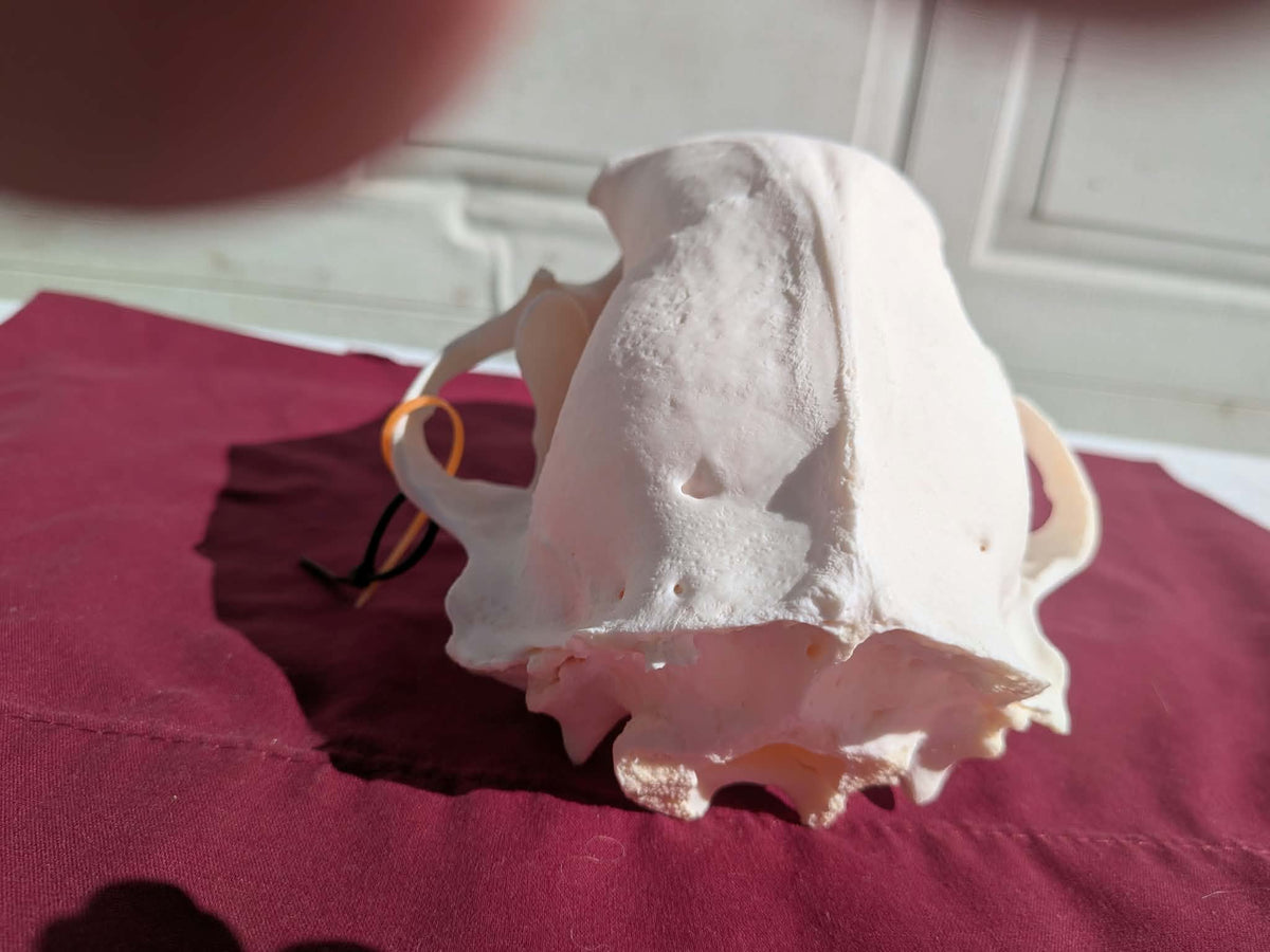 FHPAT237 -professionally cleaned black bear skull