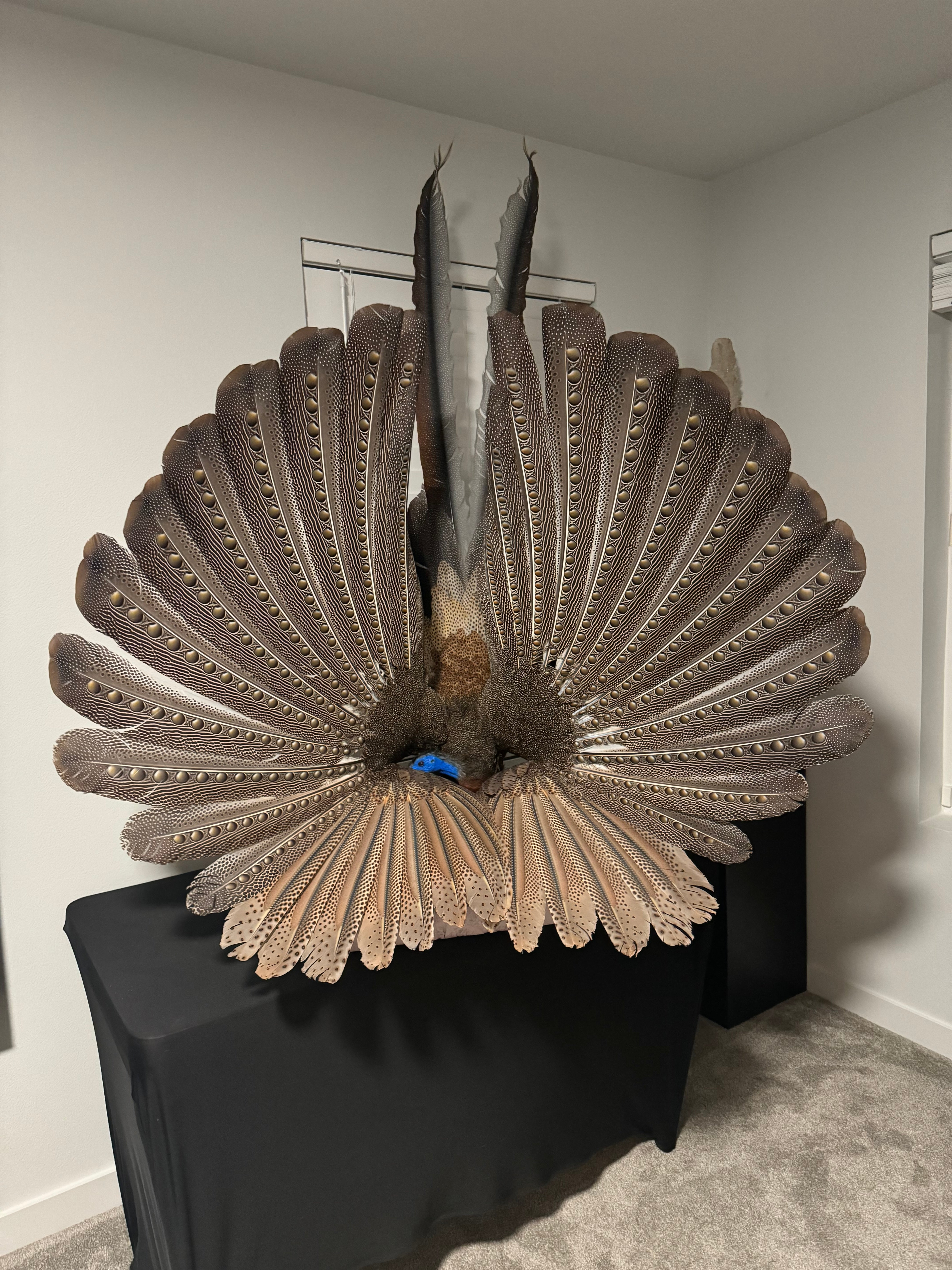 FHKY2 - Museum Quality Male Argus pheasant taxidermy mount