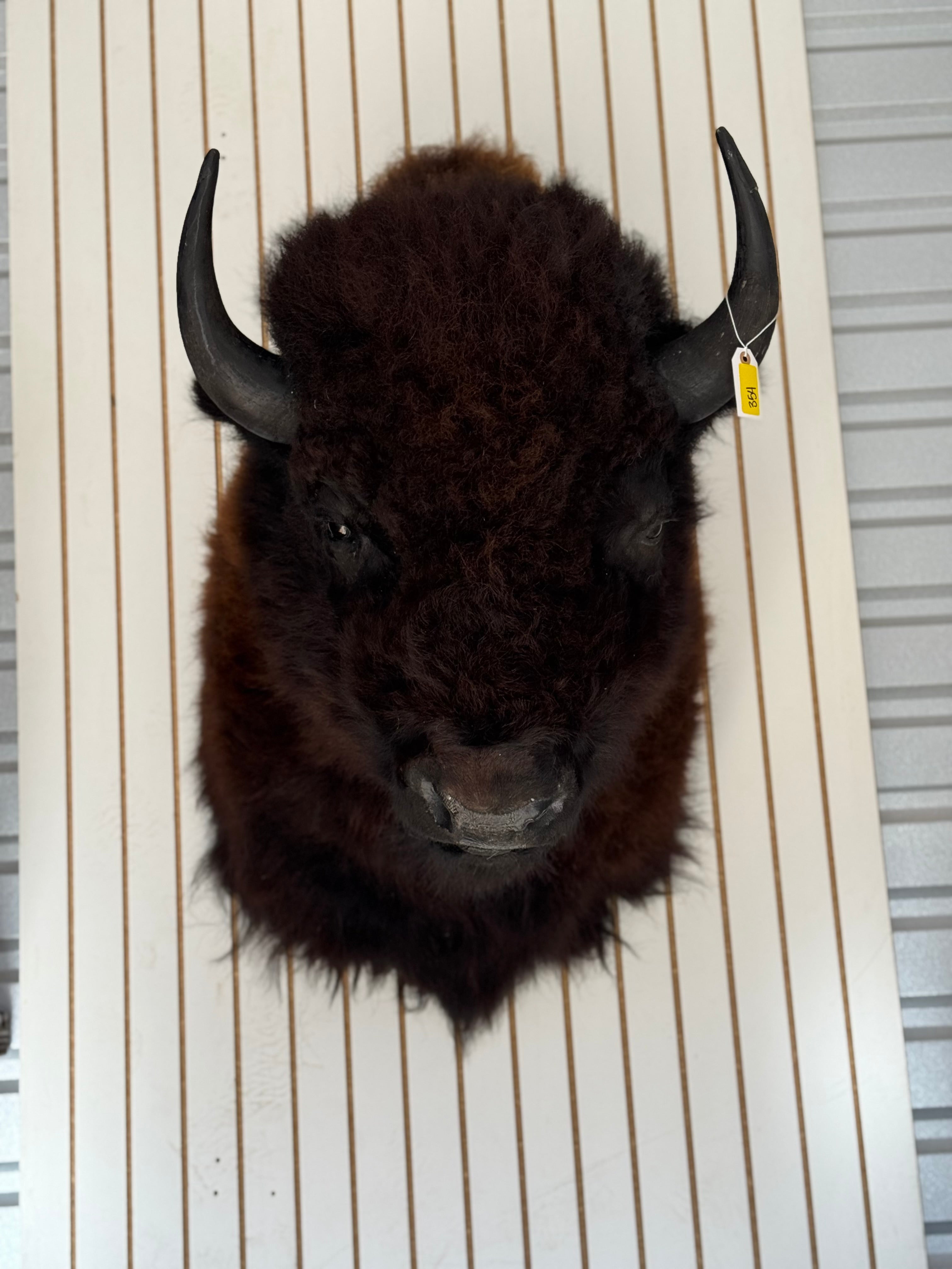 FHDAR354-massive Buffalo Taxidermy Shoulder mount Bull