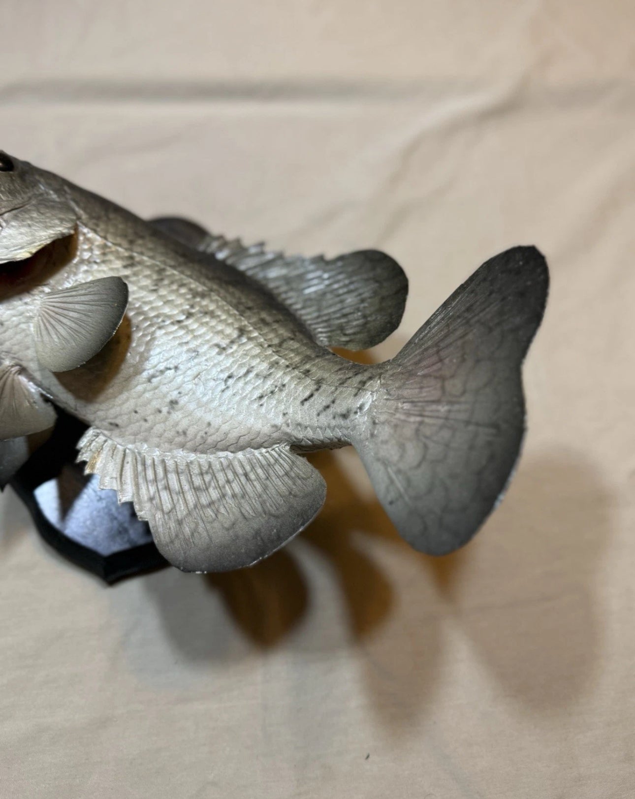FHEB0817 - 12.5 Inch Crappie Taxidermy Mount