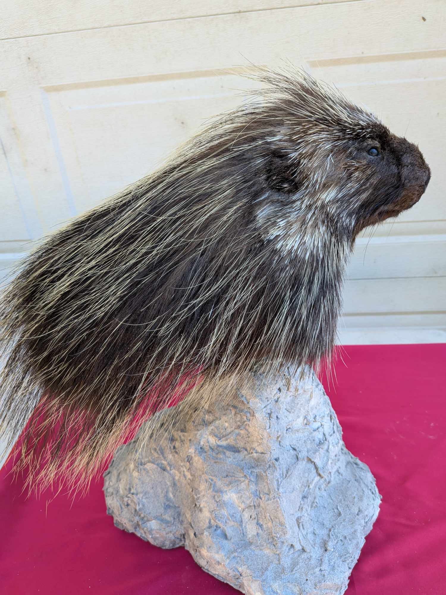FHPATPO10 - Beautiful Montana Prime Winter Porcupine Taxidermy Mount