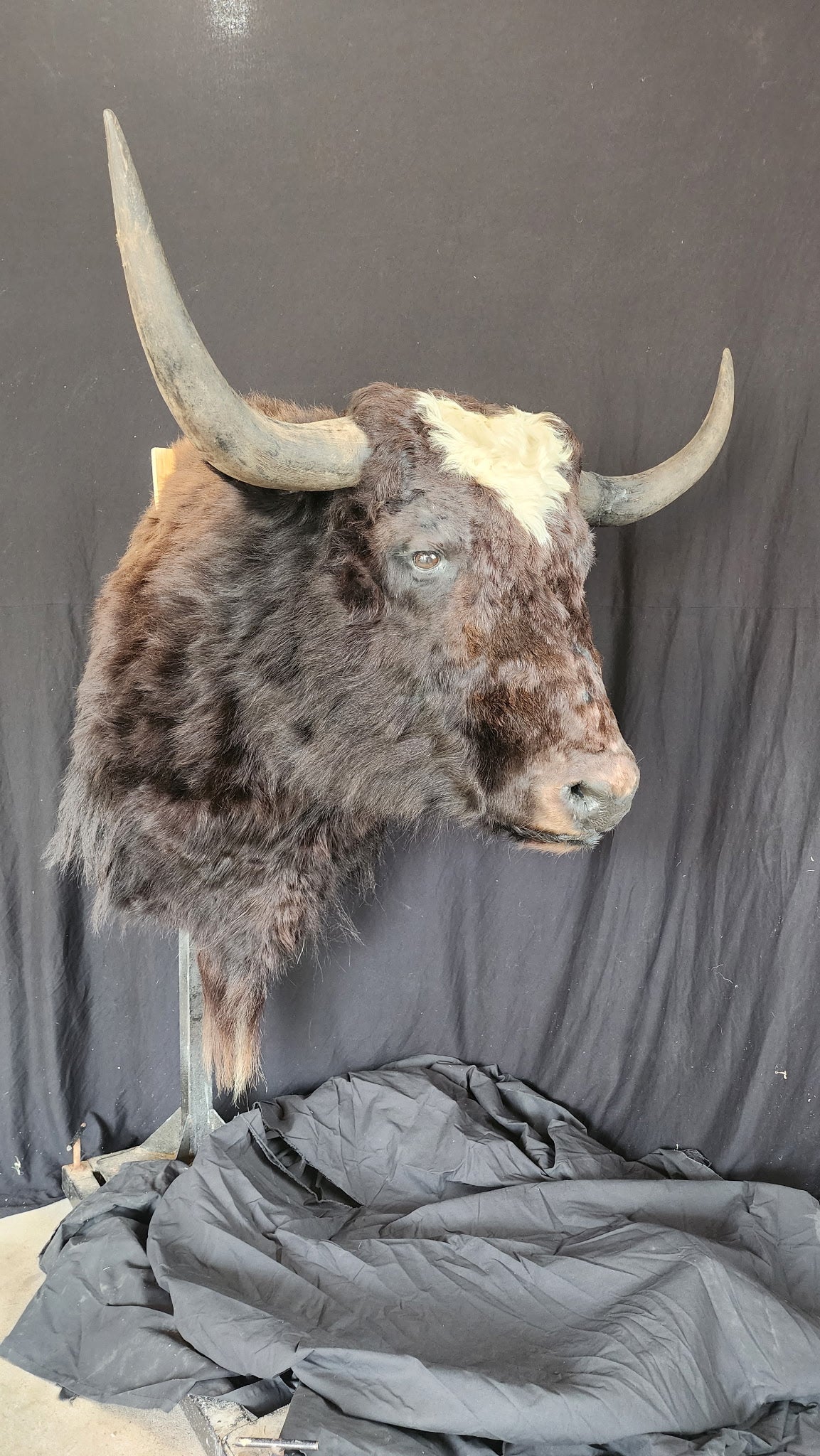 FHBRAD2 - XL Yak Taxidermy Shoulder mount Bull