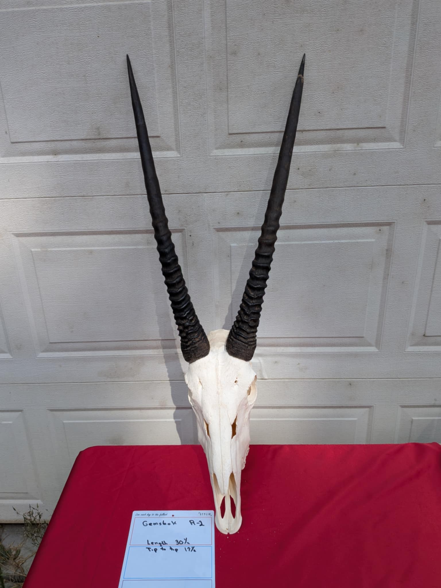 FHPATR2 - gemsbok real skull taxidermy mount