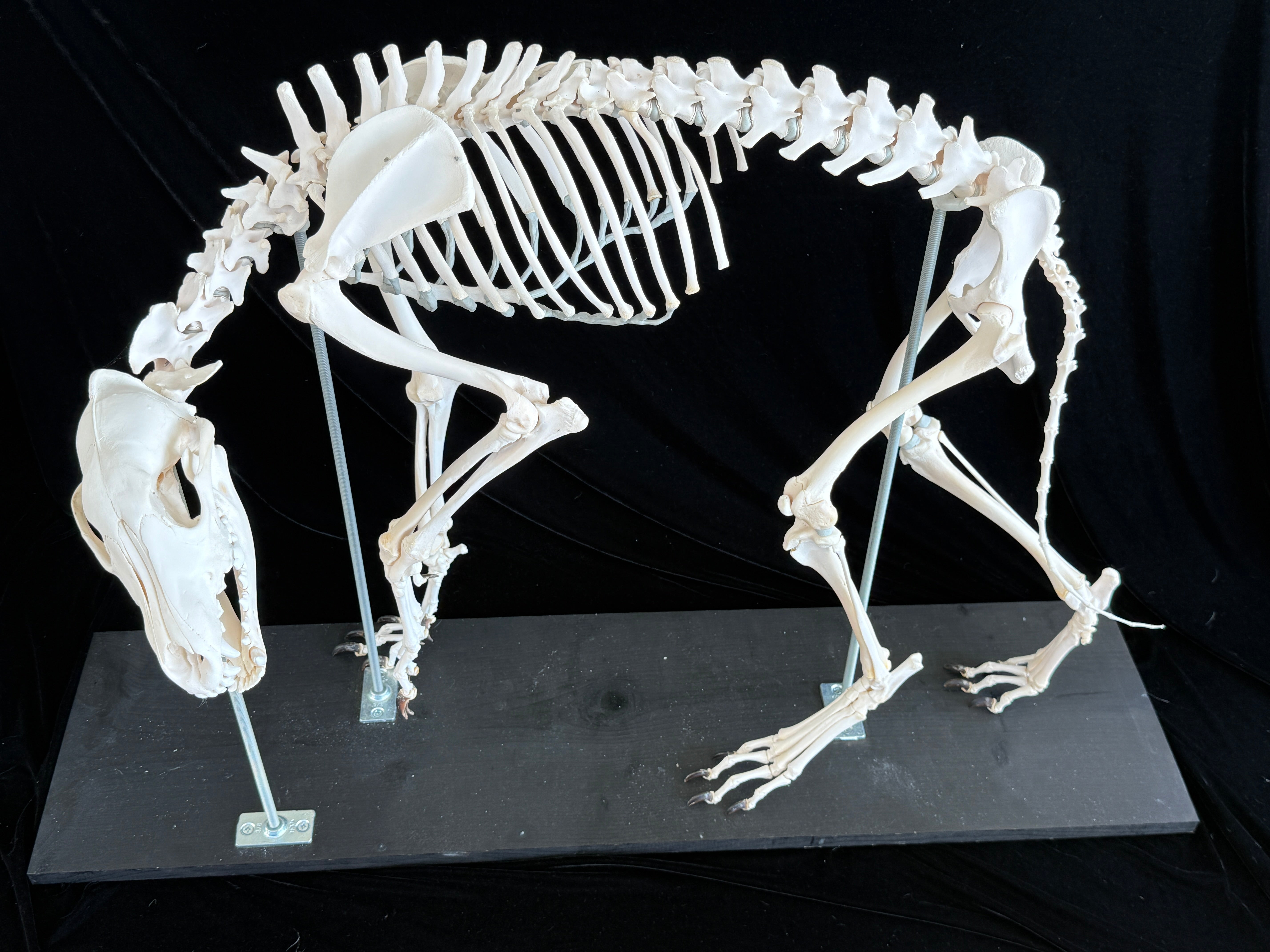 FHDA1 - Real Alaskan Wolf Articulated Skeleton taxidermy