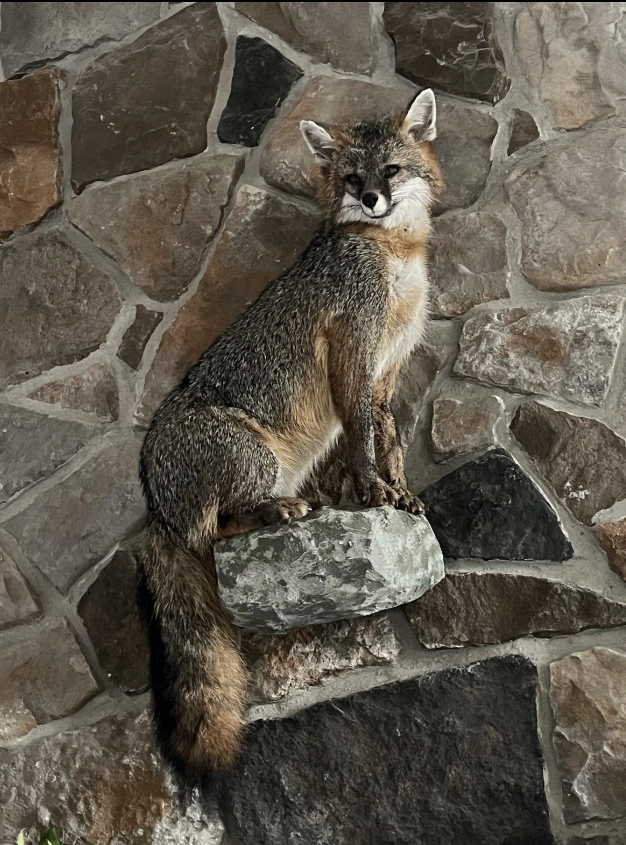 FHWA0901-Grey Fox Taxidermy Full Body Mount Cabin Camp Man Cave