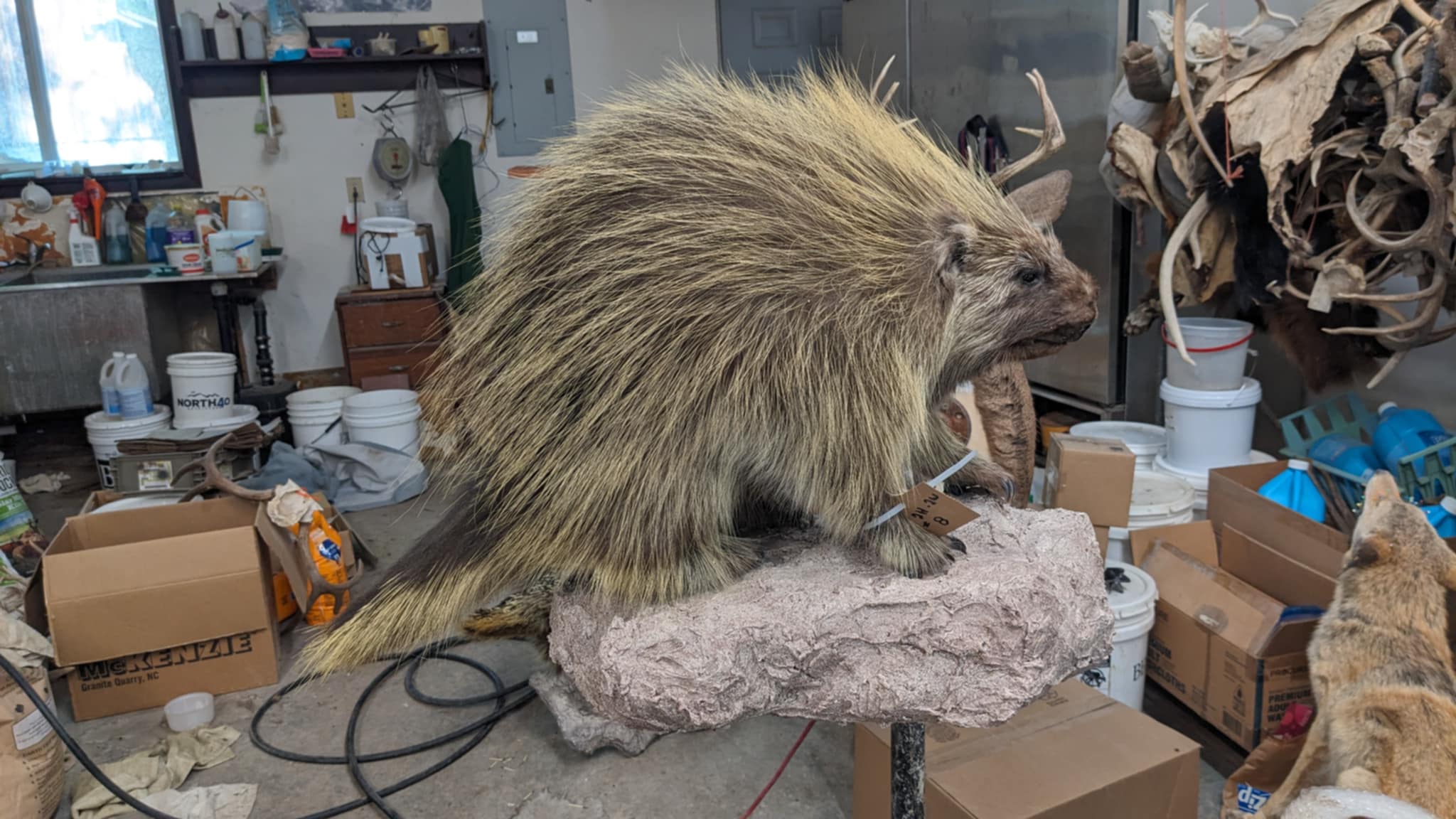 FHPAT6-premium porcupine taxidermy wall mount