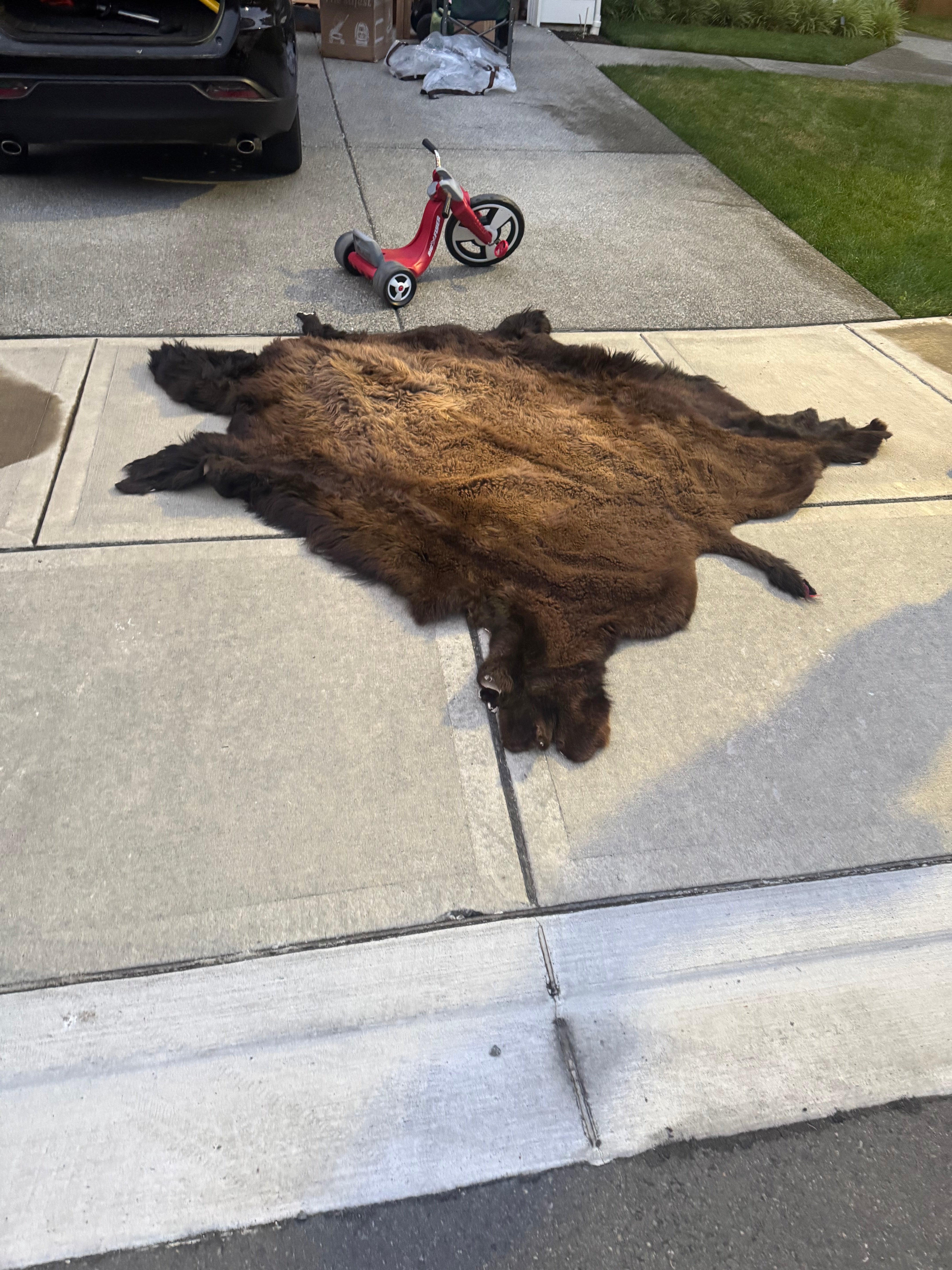 FHWA556 - XXL premium Prime Real Buffalo / Bison Fresh Taxidermy Rug Hide