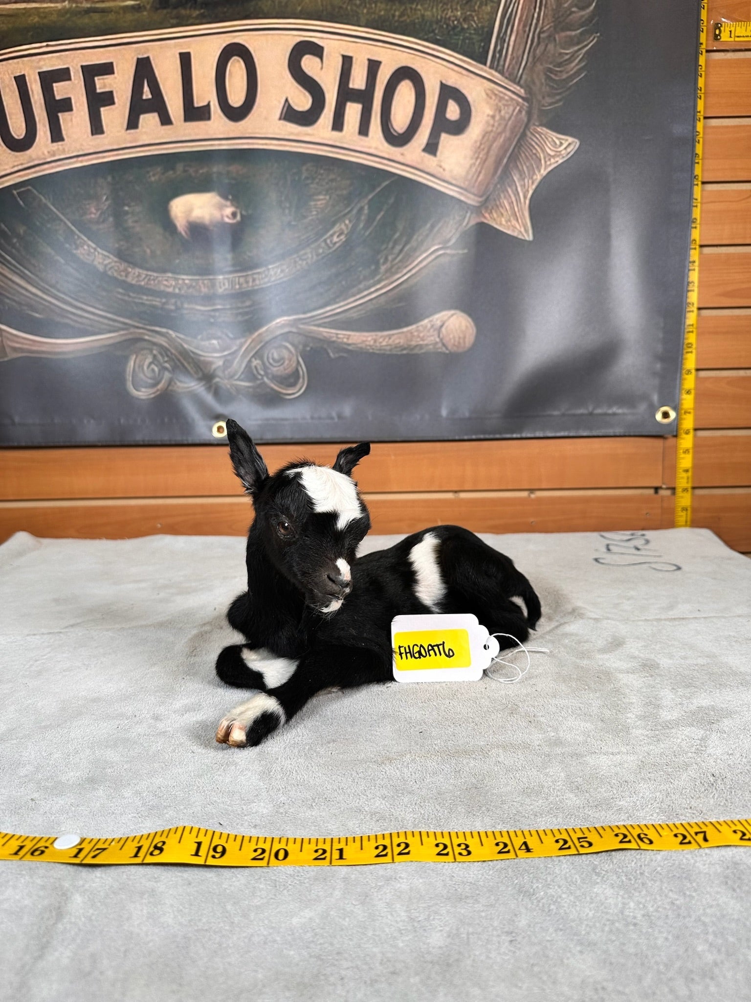 FHGOAT6- Baby goat tiny taxidermy mount free standing