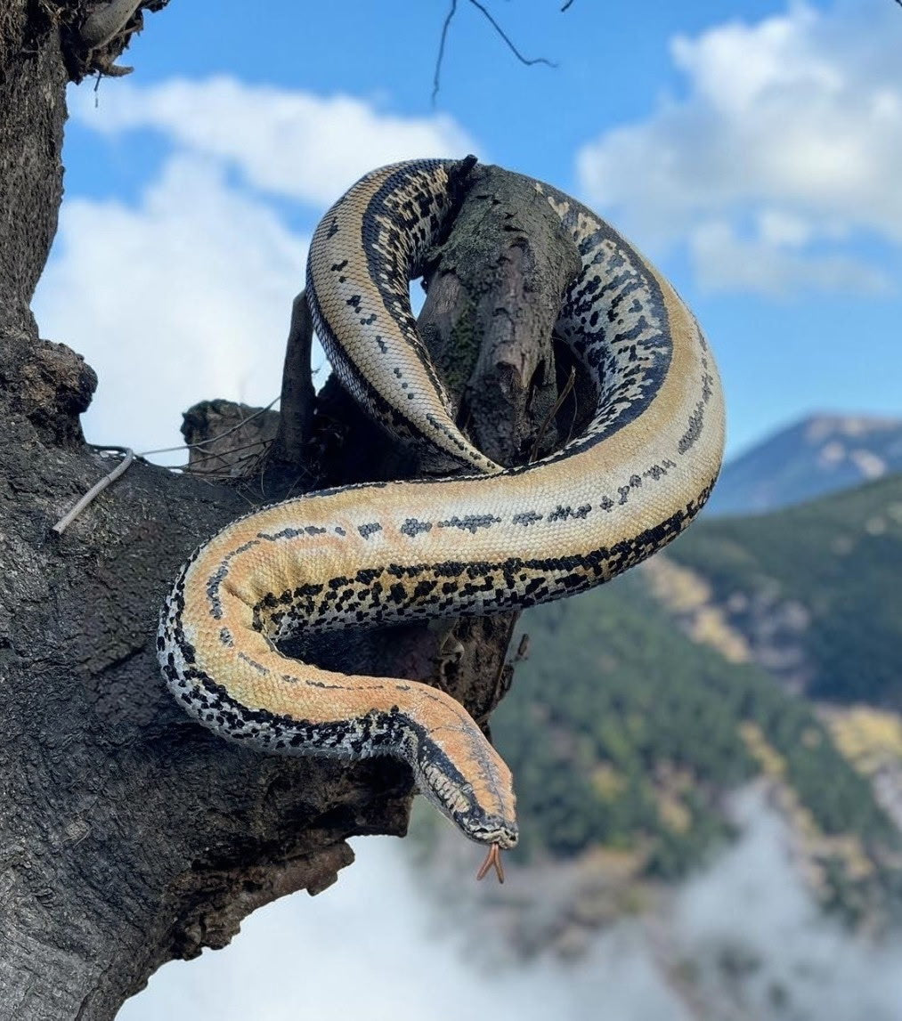 FHRBB07 - Taxidermy Sumatron blood python piebald snake