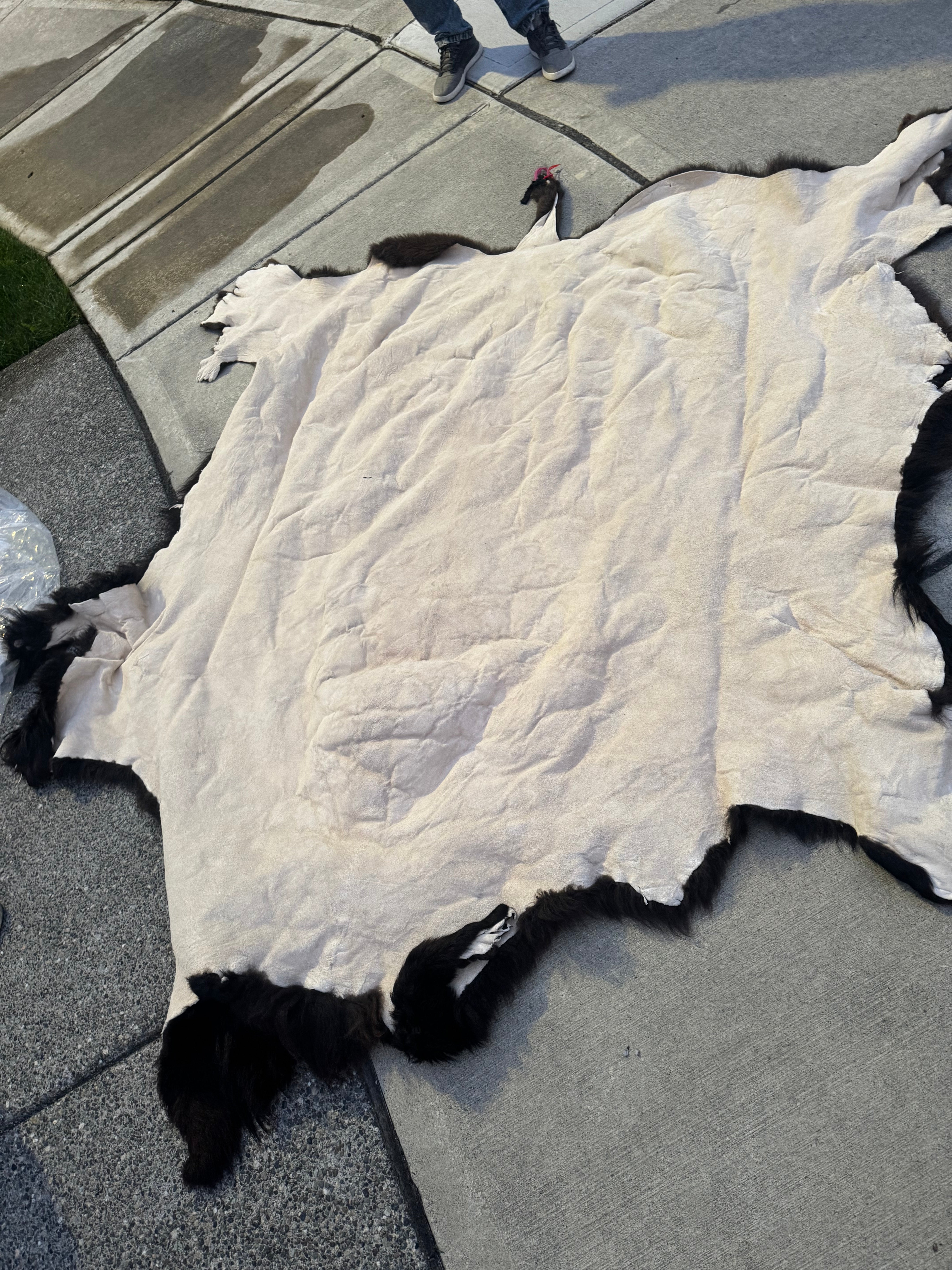 FHWA556 - XXL premium Prime Real Buffalo / Bison Fresh Taxidermy Rug Hide
