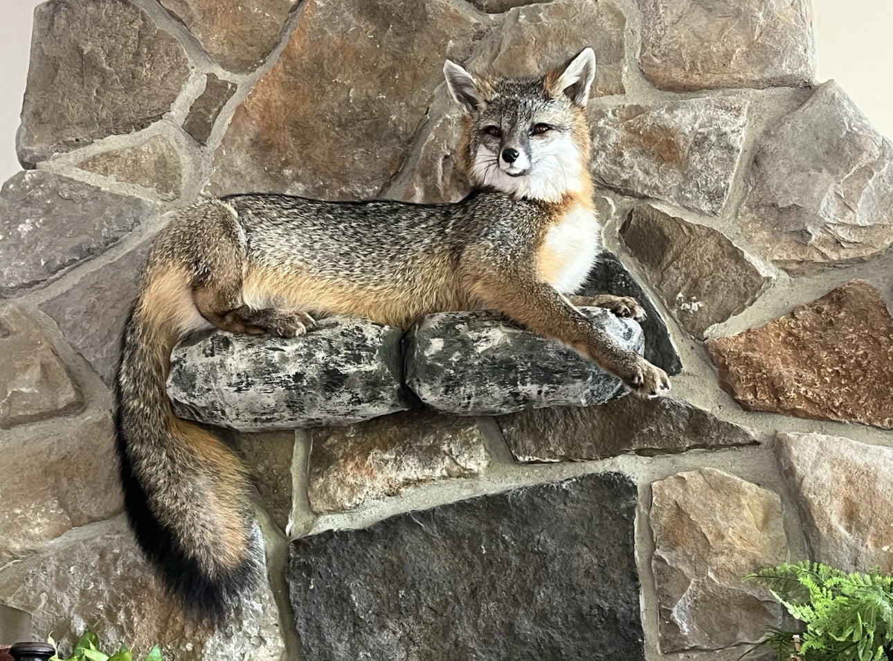 FHWA0624-Grey Fox Taxidermy Full Body Mount Cabin Camp Man Cave