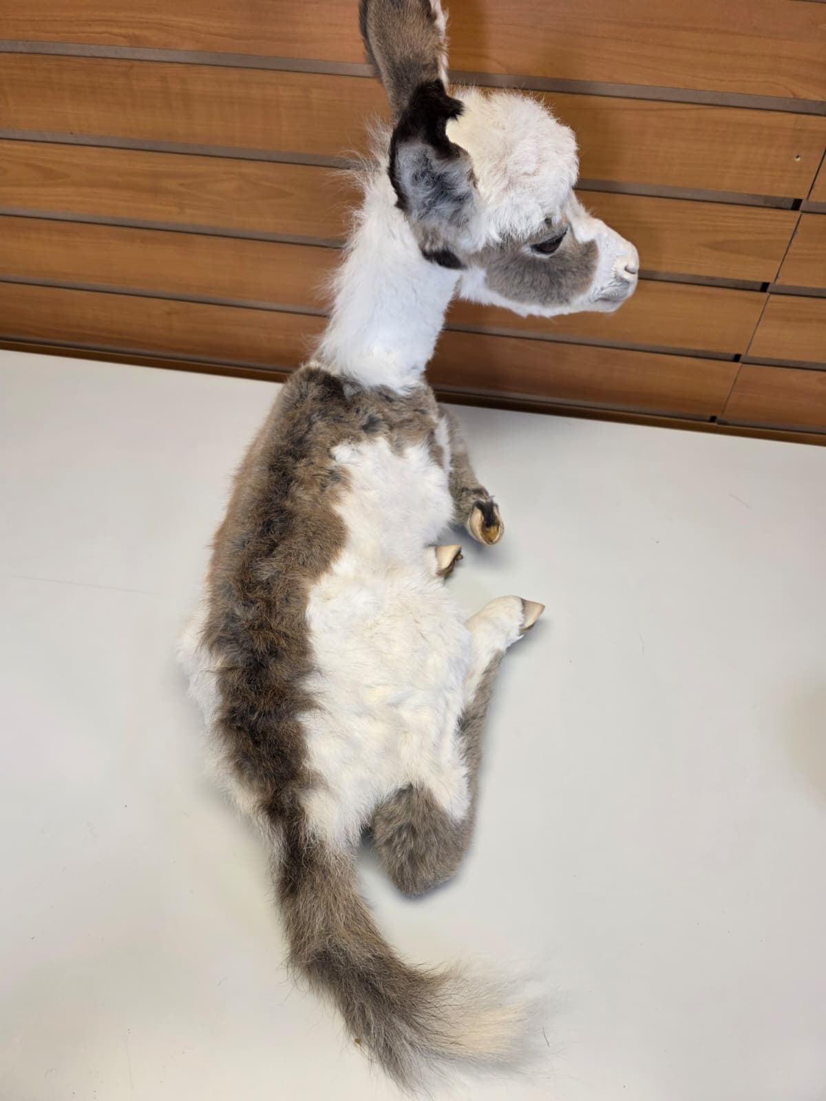 FHDM1 - Rare Real Baby Donkey Taxidermy