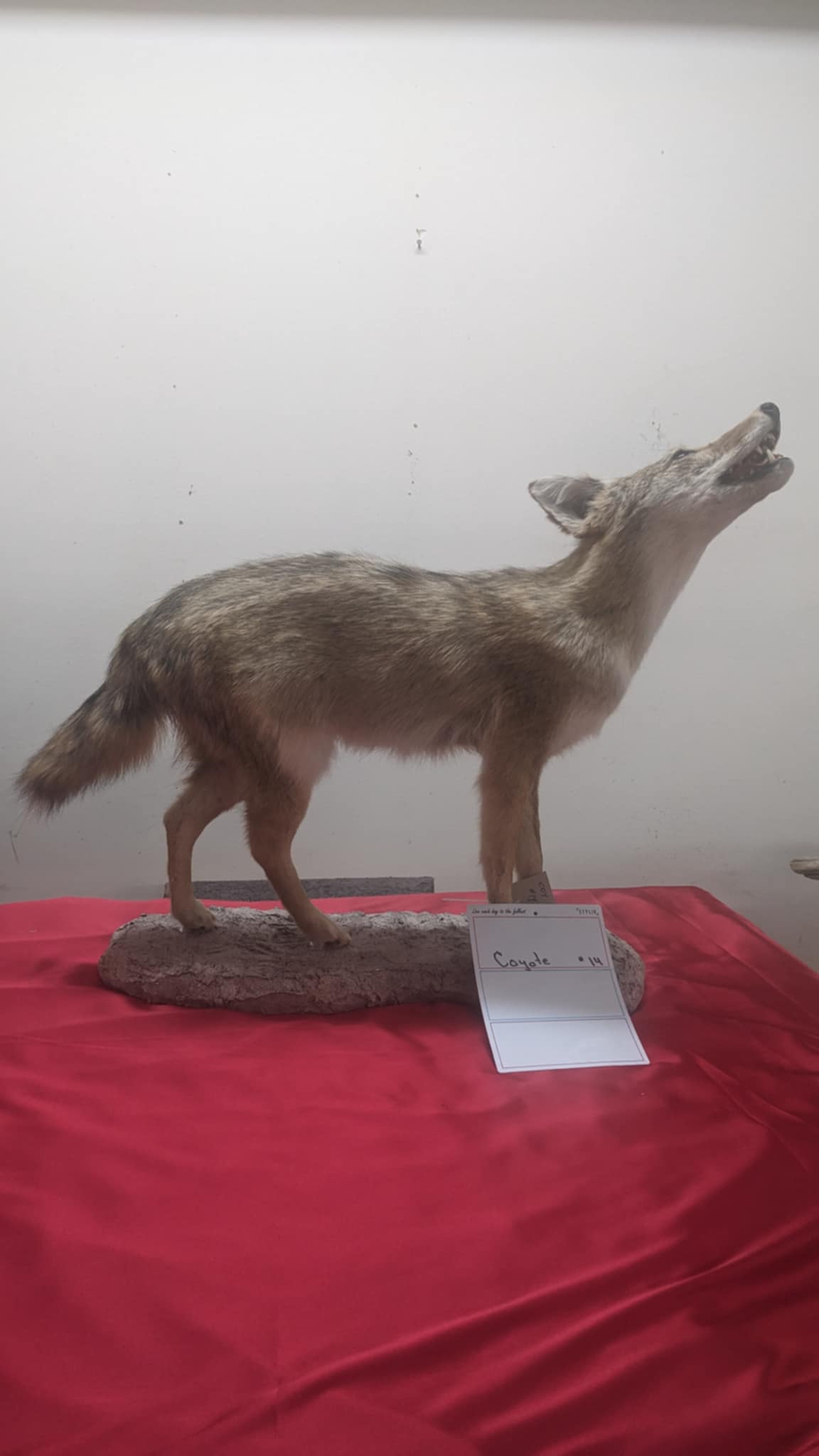 FHPAT9- howling coyote taxidermy mount