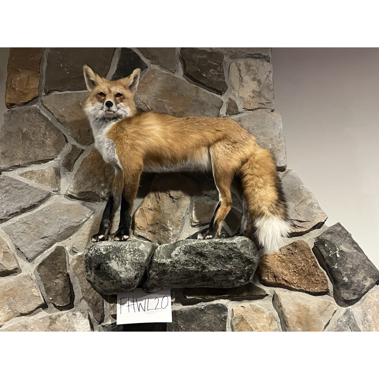FHWL20 - Museum Quality Red Fox Taxidermy mount